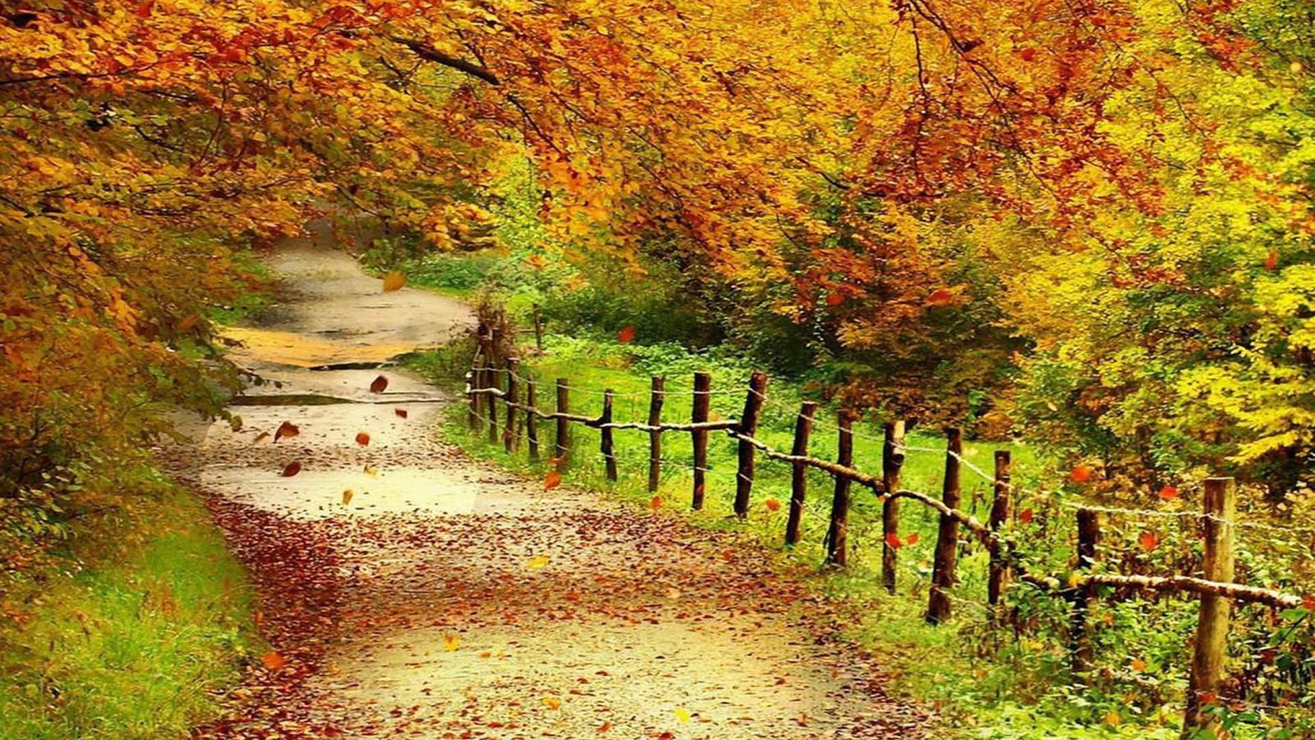 Beautiful Autumn Scenery Wallpaper Full HD Wallpaper