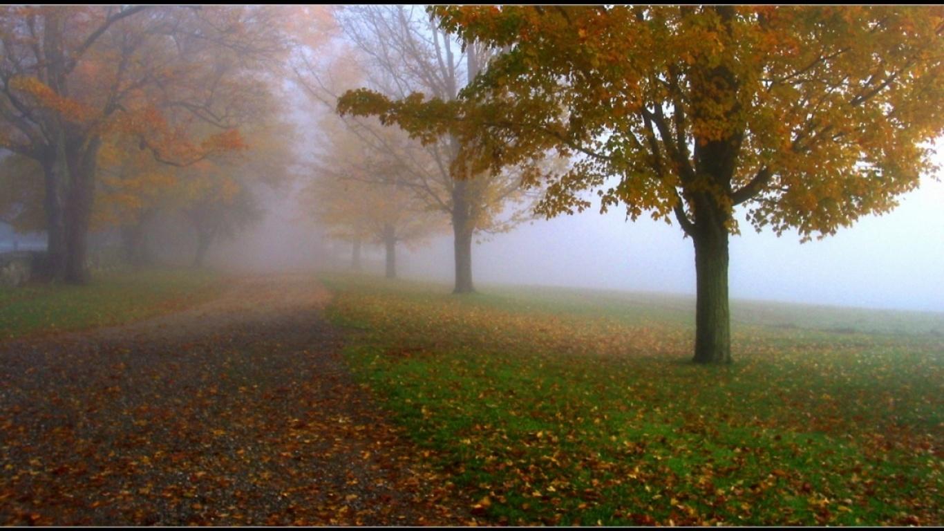 Autumn mist wallpaper and image, picture, photo