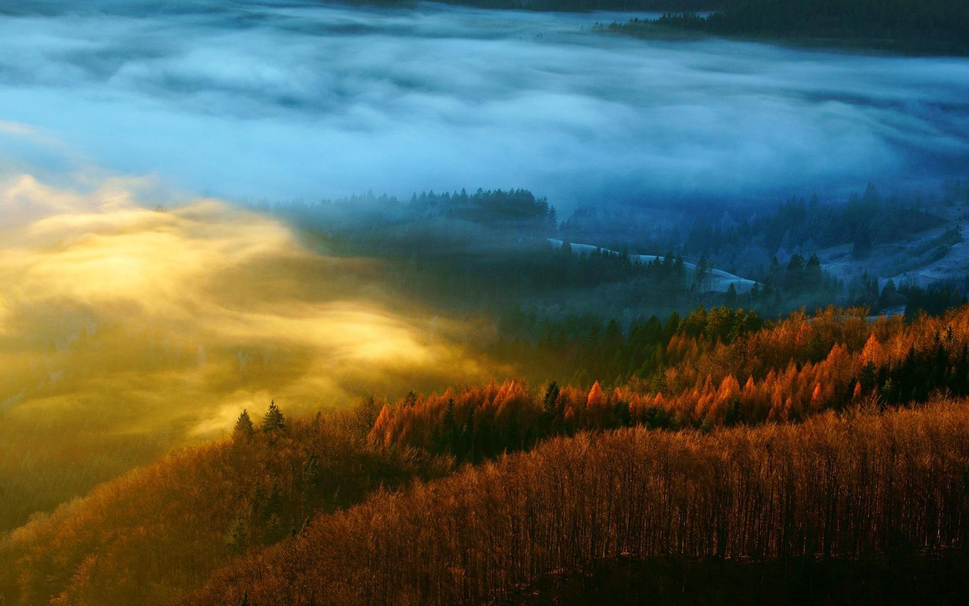 Wallpaper Forest, nature, trees, autumn, mist, morning