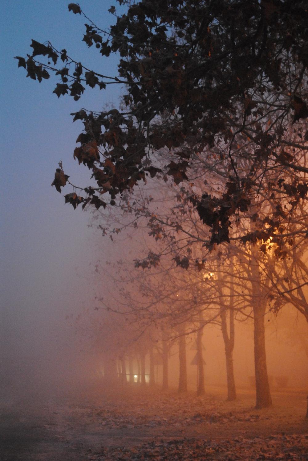 Autumn Fog Picture. Download Free Image