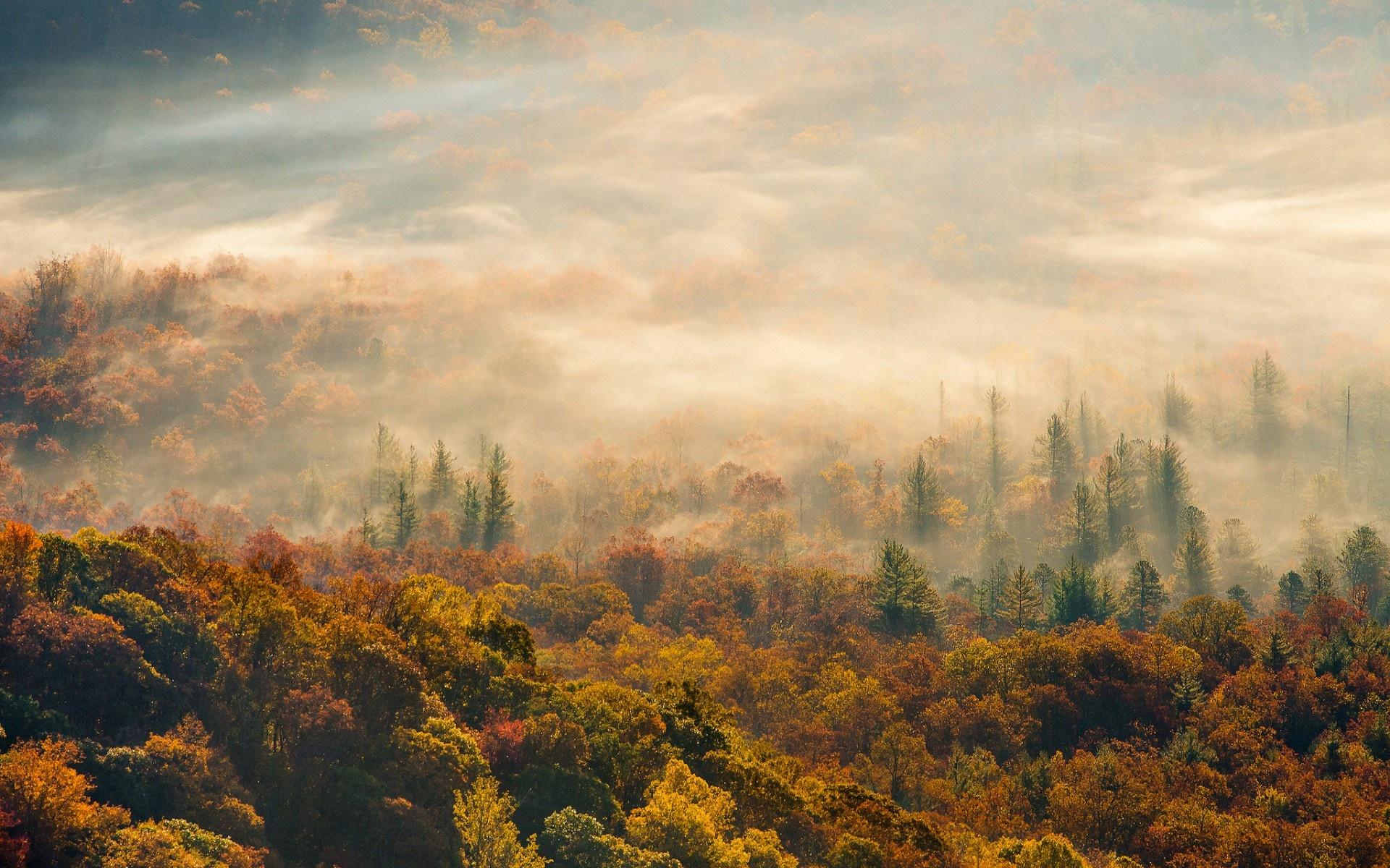 Wallpaper morning, autumn, fog, forest desktop wallpaper
