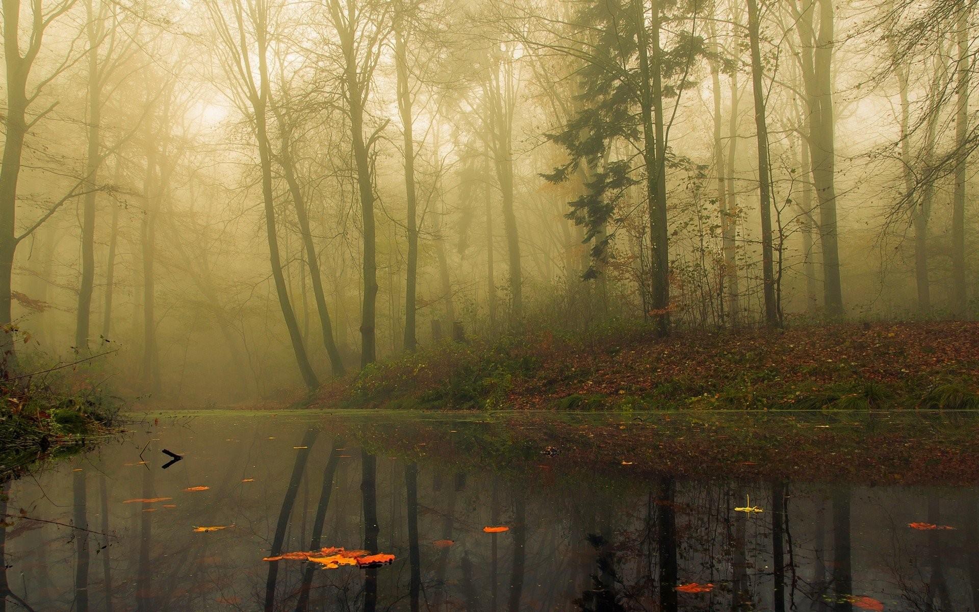 Free, Abstract HD Wallpaper Mist, Forest, fog, Autumn, Lake