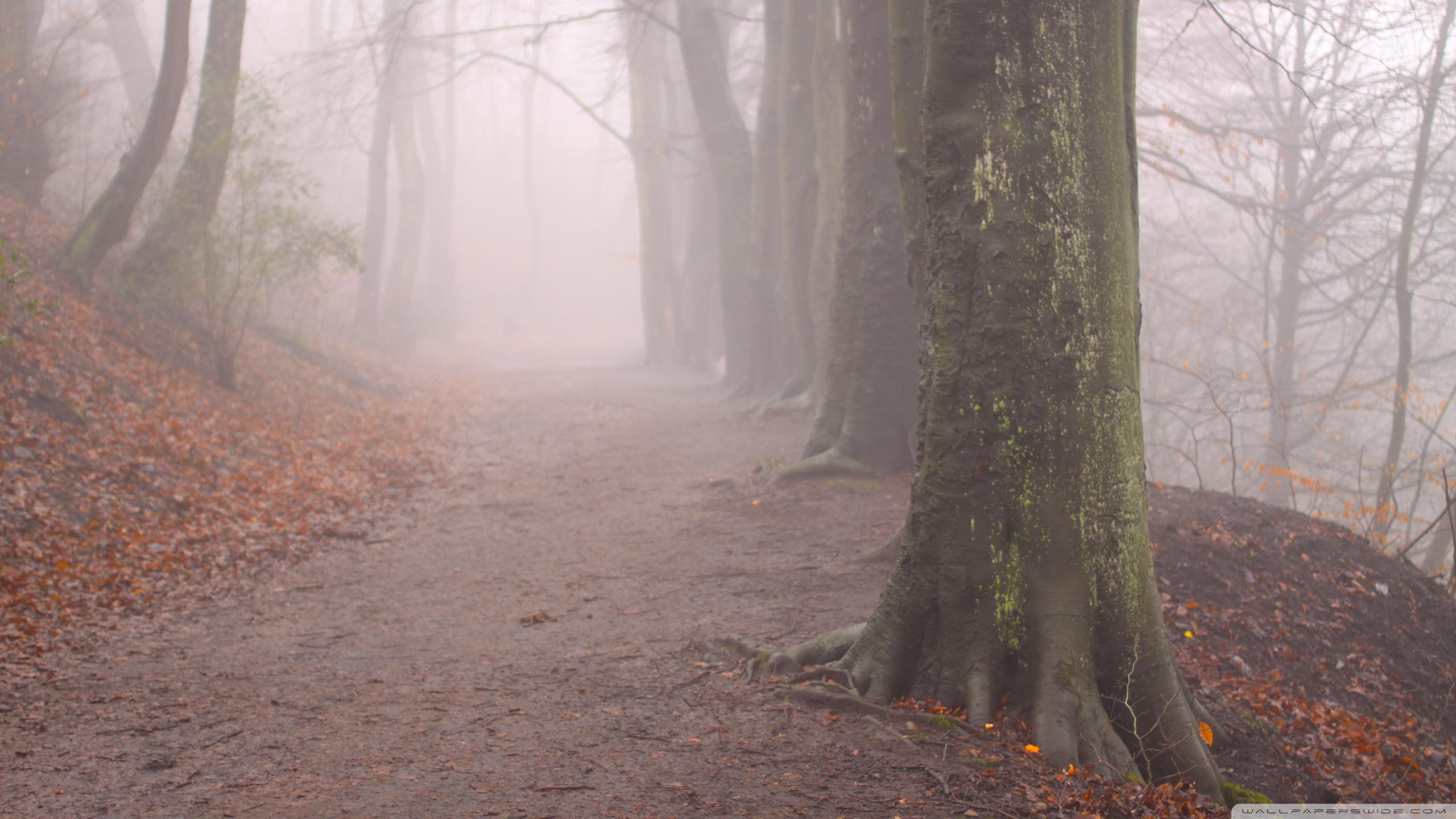 Forest Fog, Autumn ❤ 4K HD Desktop Wallpaper for 4K Ultra