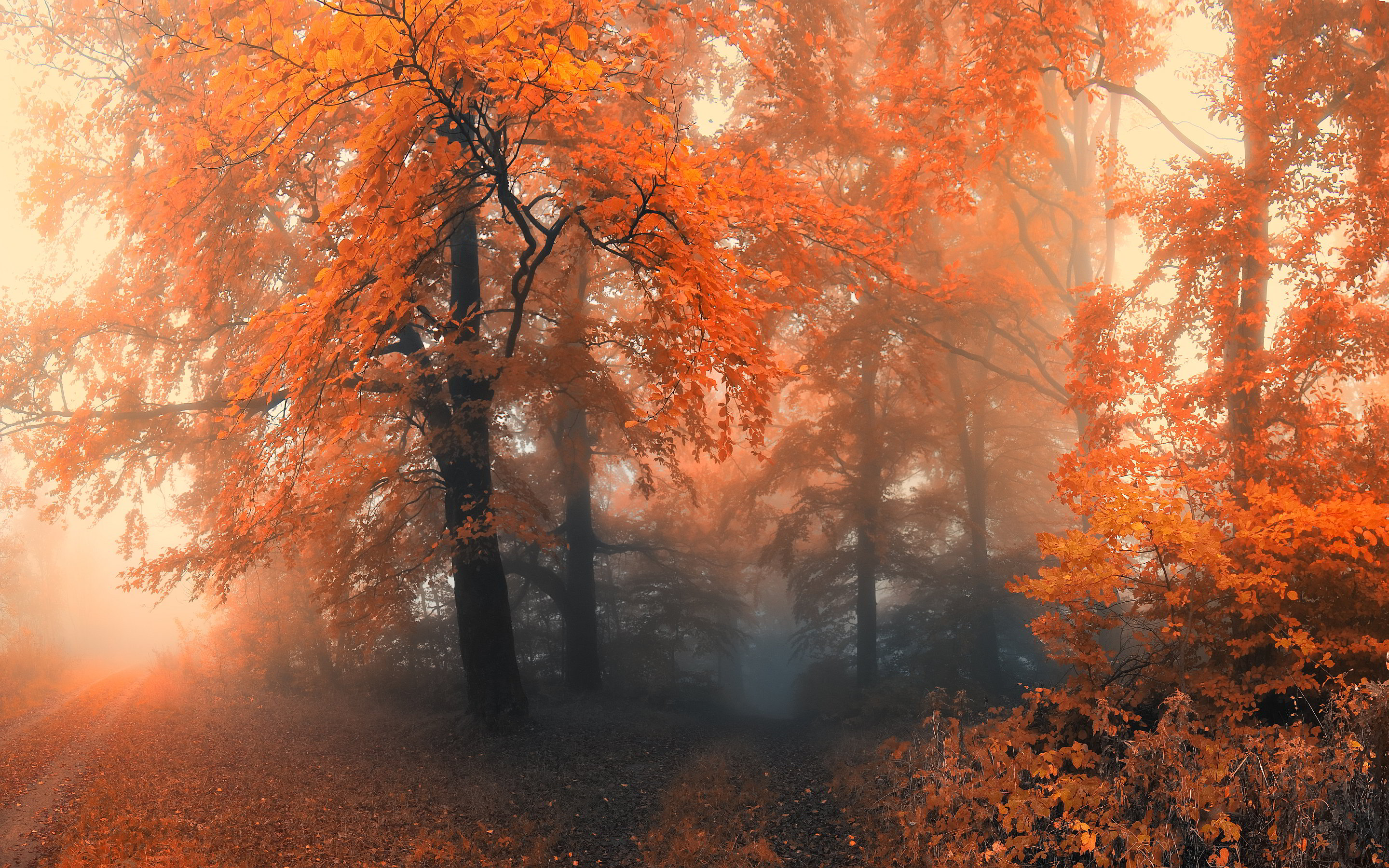 Autumn forest mist wallpaperx1800