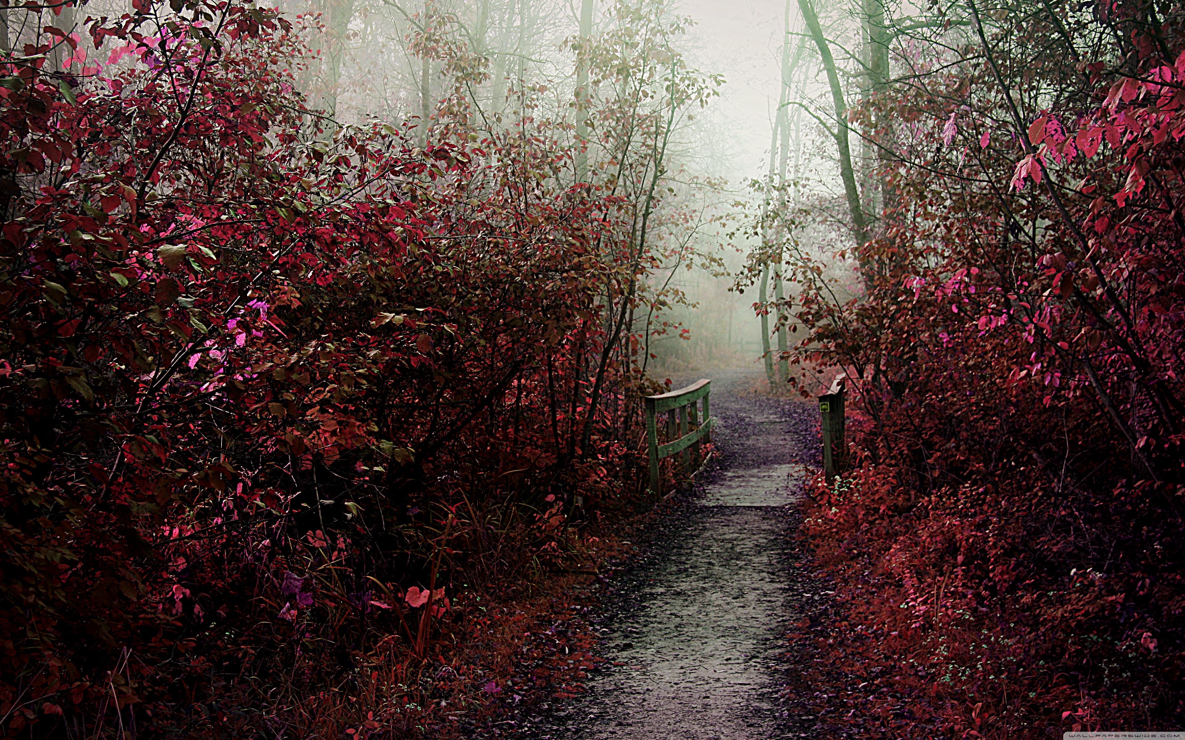 Autumn Mist Path ❤ 4K HD Desktop Wallpaper for • Dual