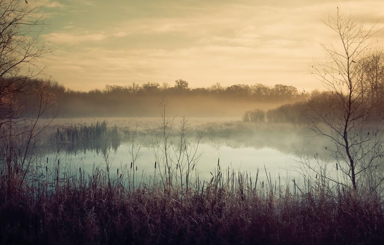 Wallpaper autumn, fog, lake, plants image for desktop