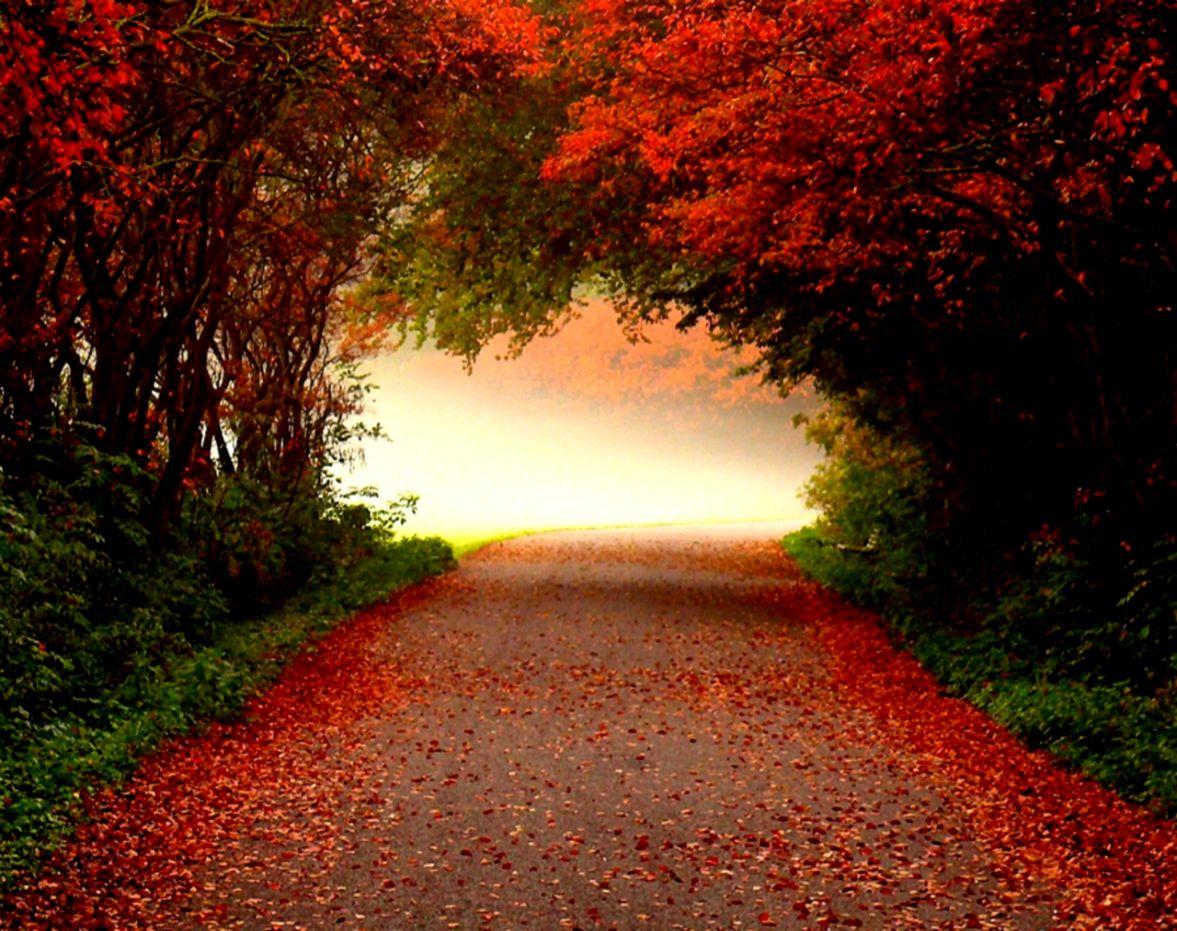 Beautiful Autumn Road Wallpaper For iPad 3