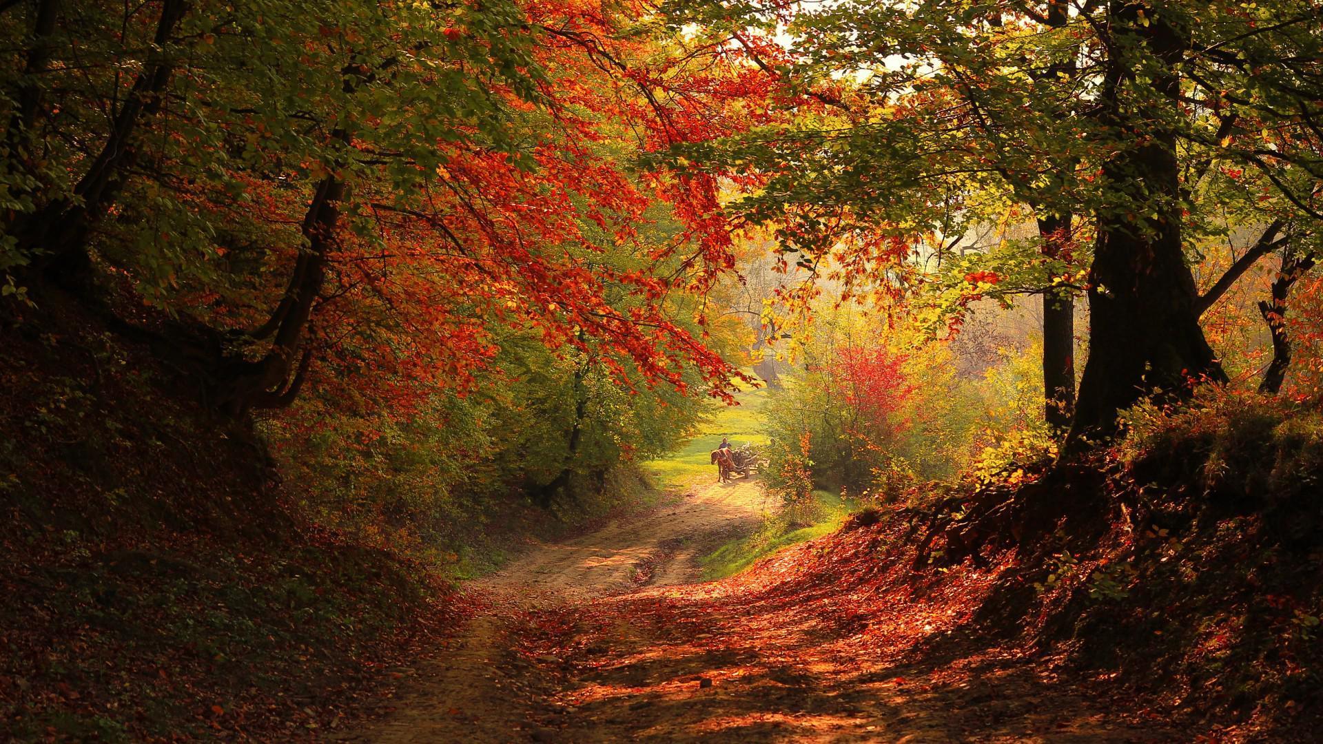 wallpaper Autumn, woods, roads, leaves, horse, pull goods, scenic