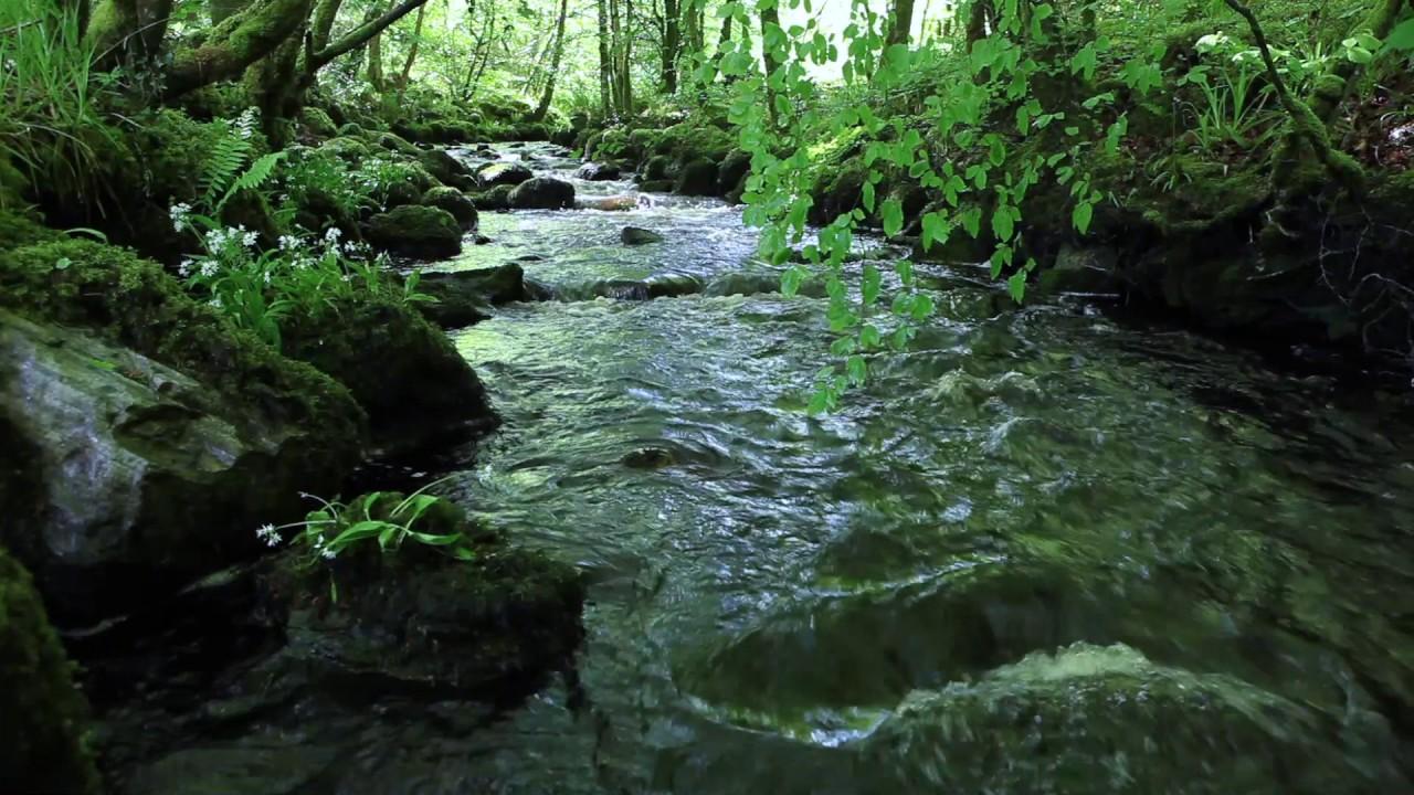 Nature Sounds Of A Forest For Relaxing Natural Soothing Sound Of A Waterfall & Bird Sounds