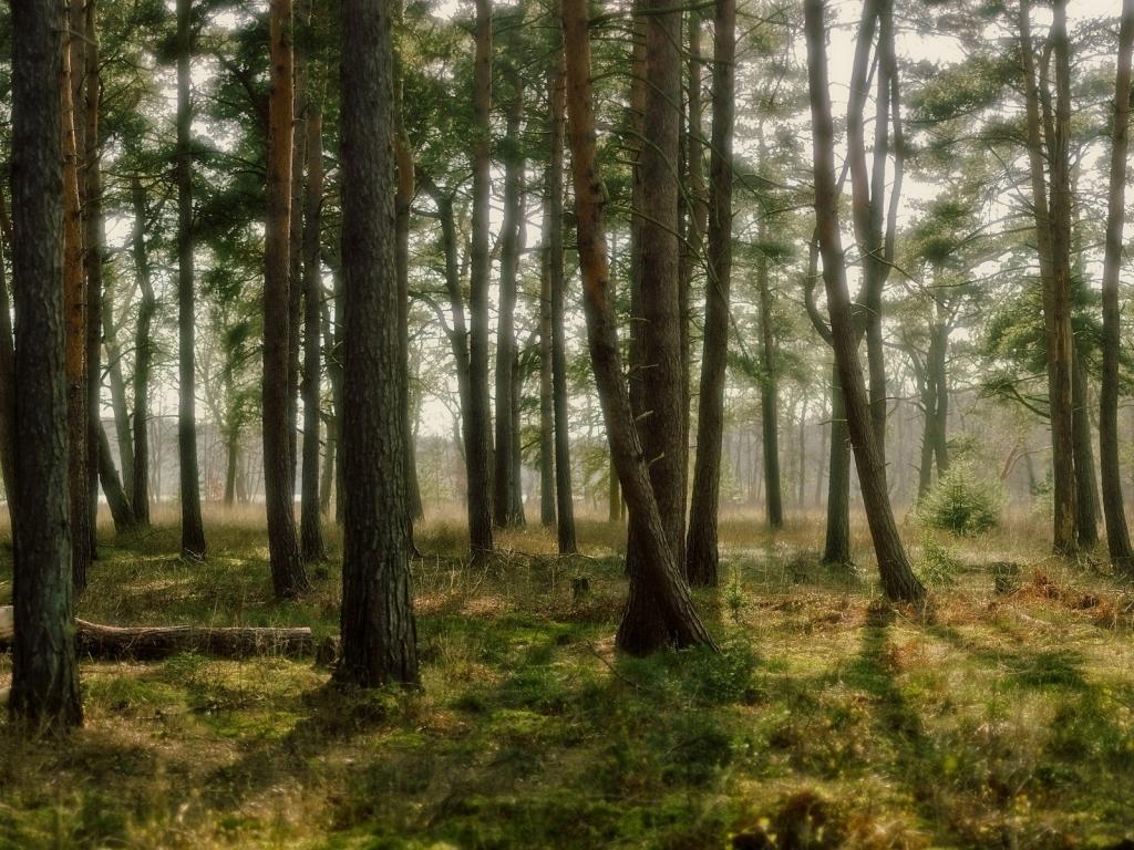 of forest. 4K wallpaper for your desktop or