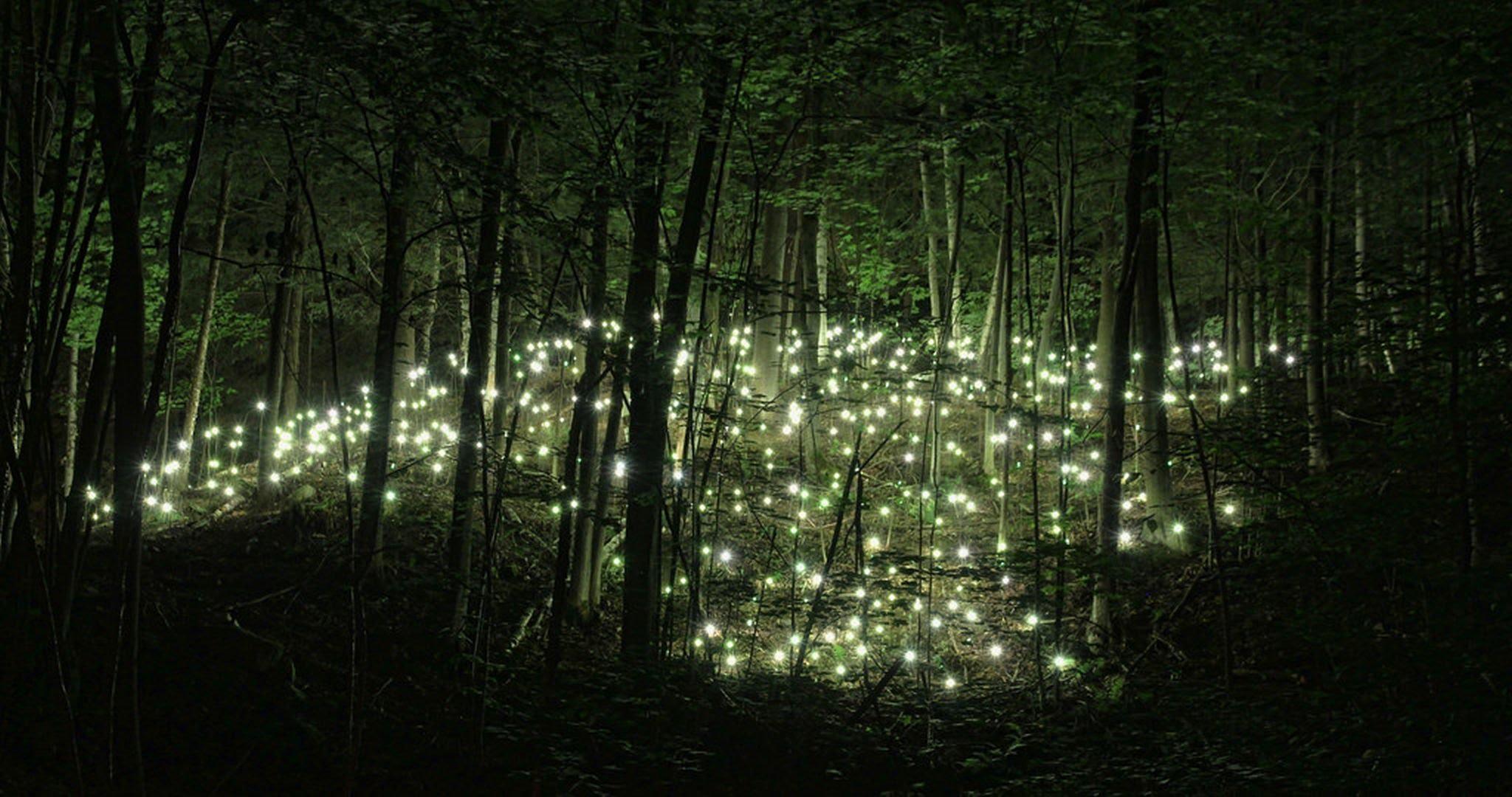 Enchanted Forest at Night Wallpaper at