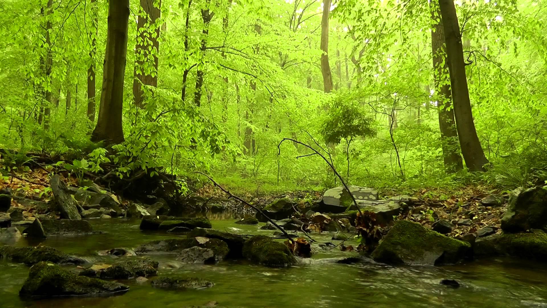 Free download 60 minutes of Woodland Ambiance Nature Sounds Series 4 Trickling [1920x1080] for your Desktop, Mobile & Tablet. Explore Most Beautiful Relaxing Wallpaper. Relaxation Wallpaper