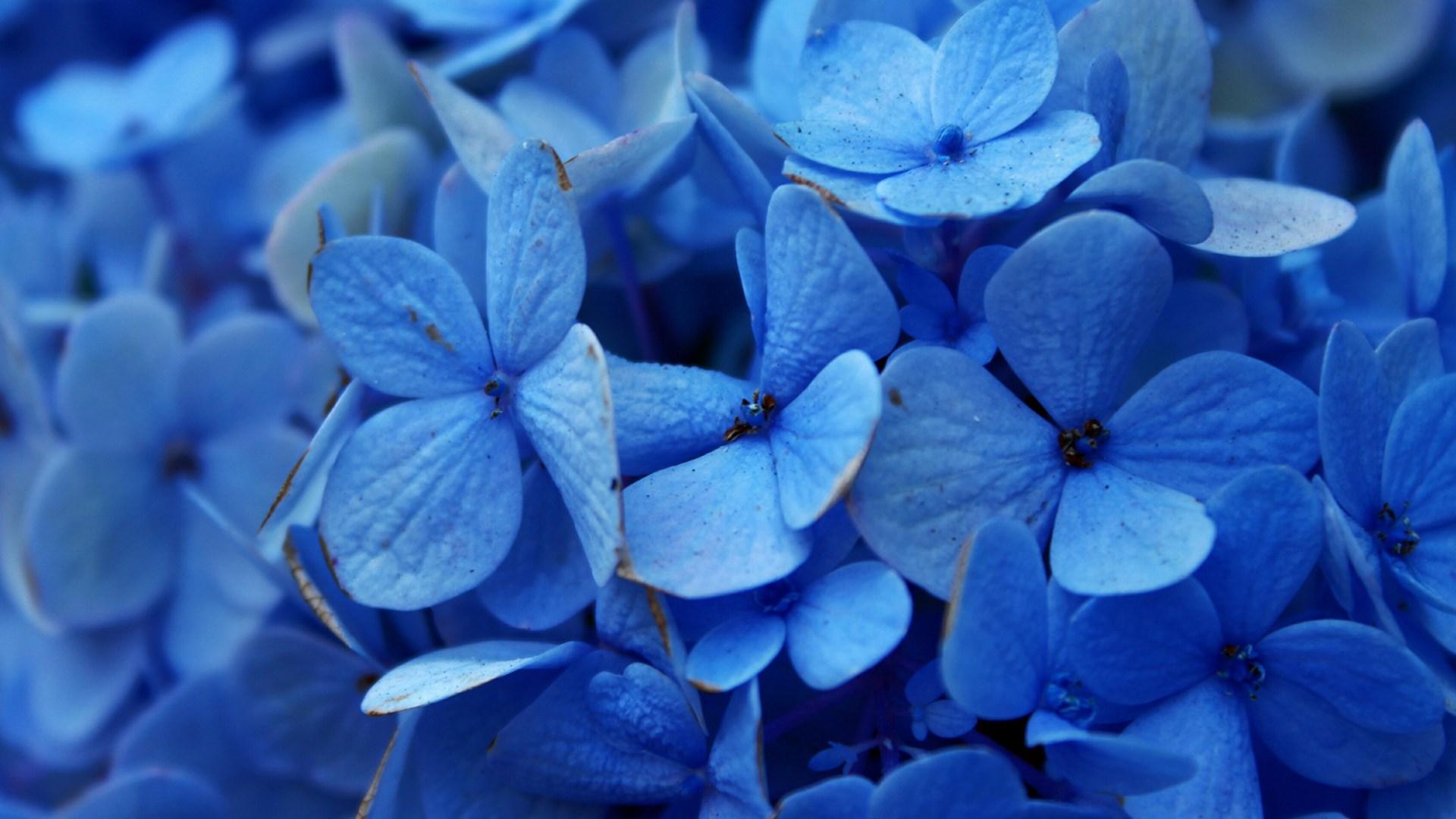 Get Glorious Blue