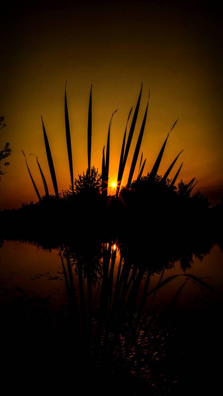 Golden Sunset Wallpaper