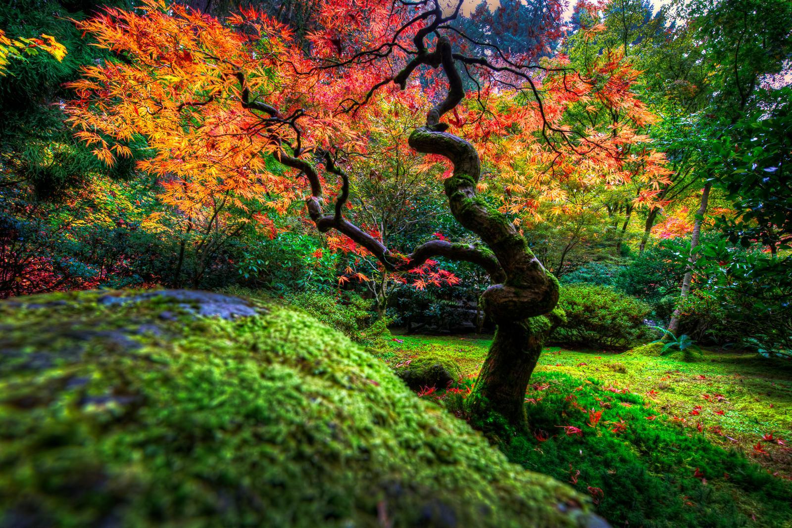 Autumn Japanese Garden Wallpaper