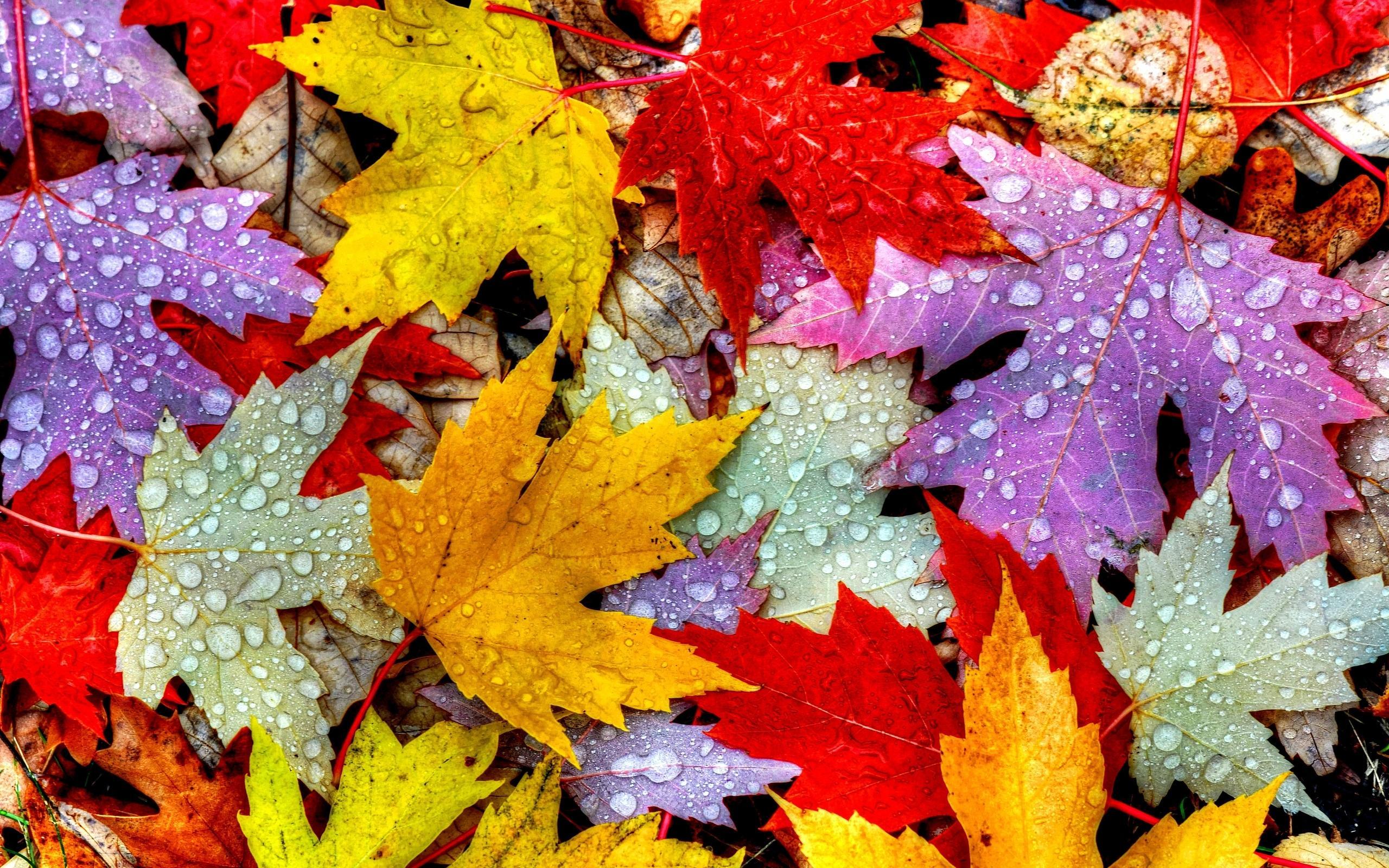 Wet Autumn Leaves HD Wallpaper. Background Image