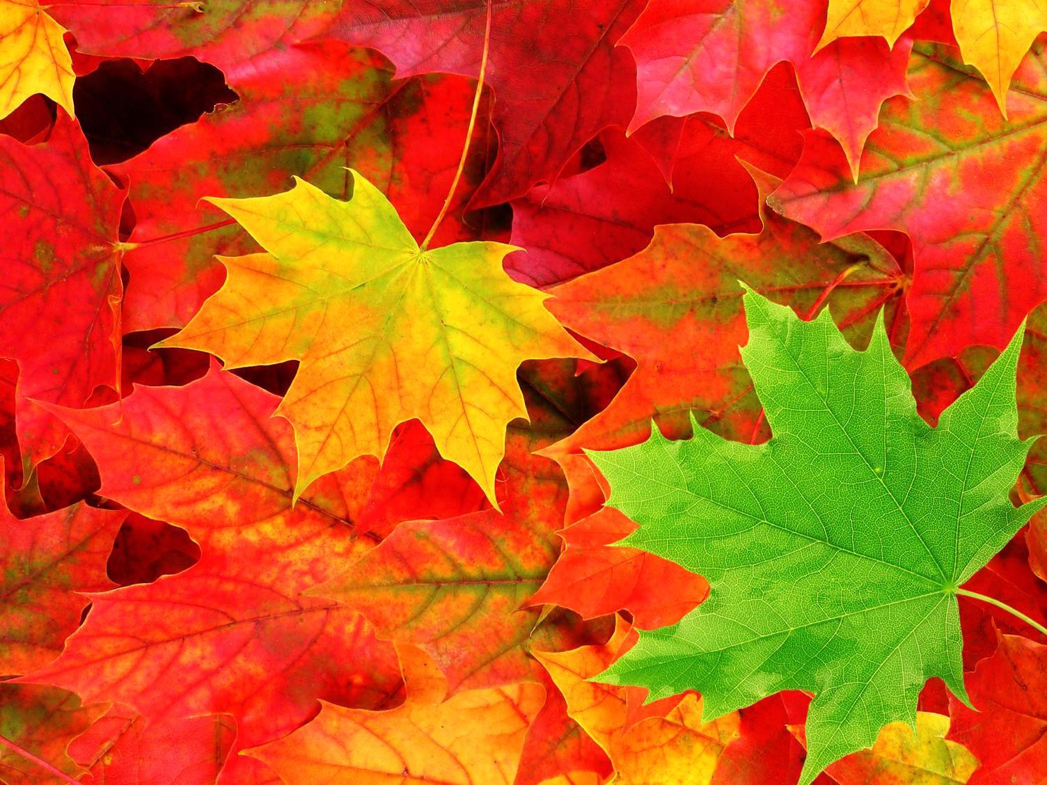 Fall, Leaf, Png, Wallpaper, Amazing, Colorful, Artworks
