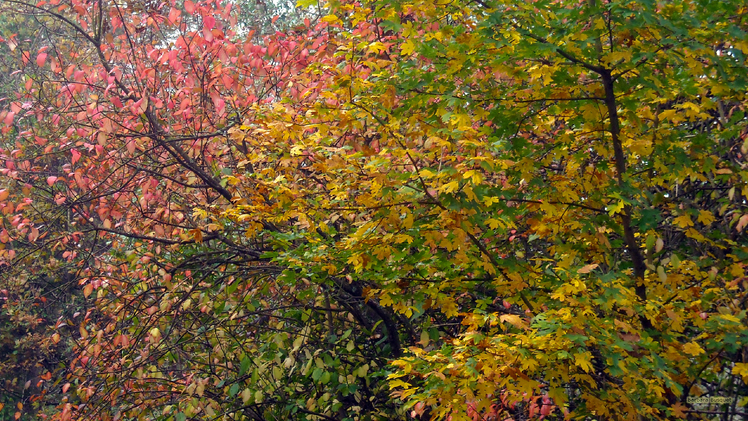 Fall wallpaper colored leaves. Barbaras HD Wallpaper