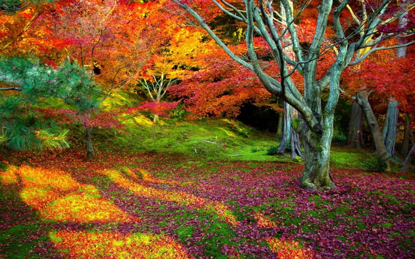 Colorful Fall Day Widescreen Wallpaper. Wide Wallpaper.NET
