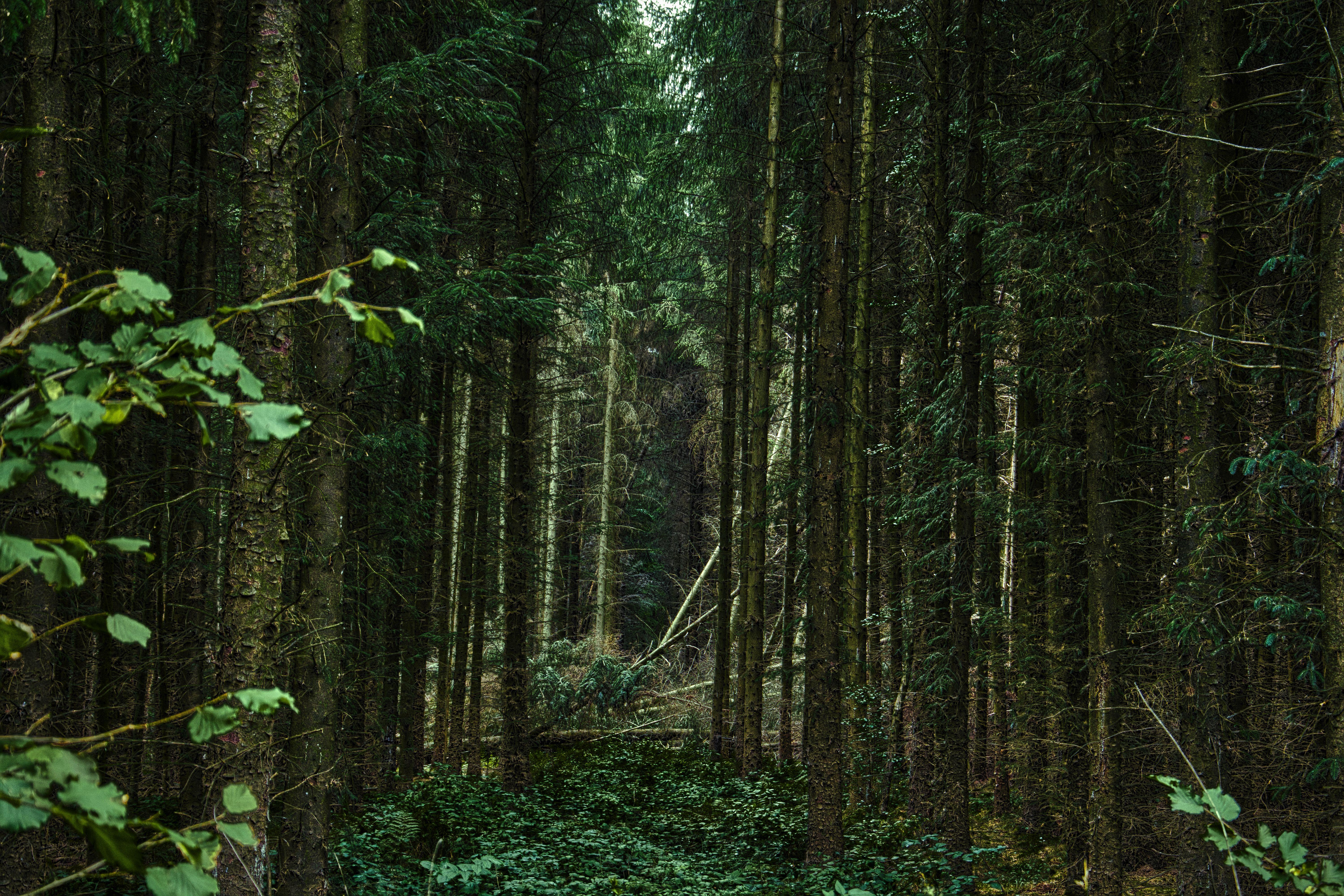 Hacker Who Reported A Flaw In Hungarian Magyar Telekom