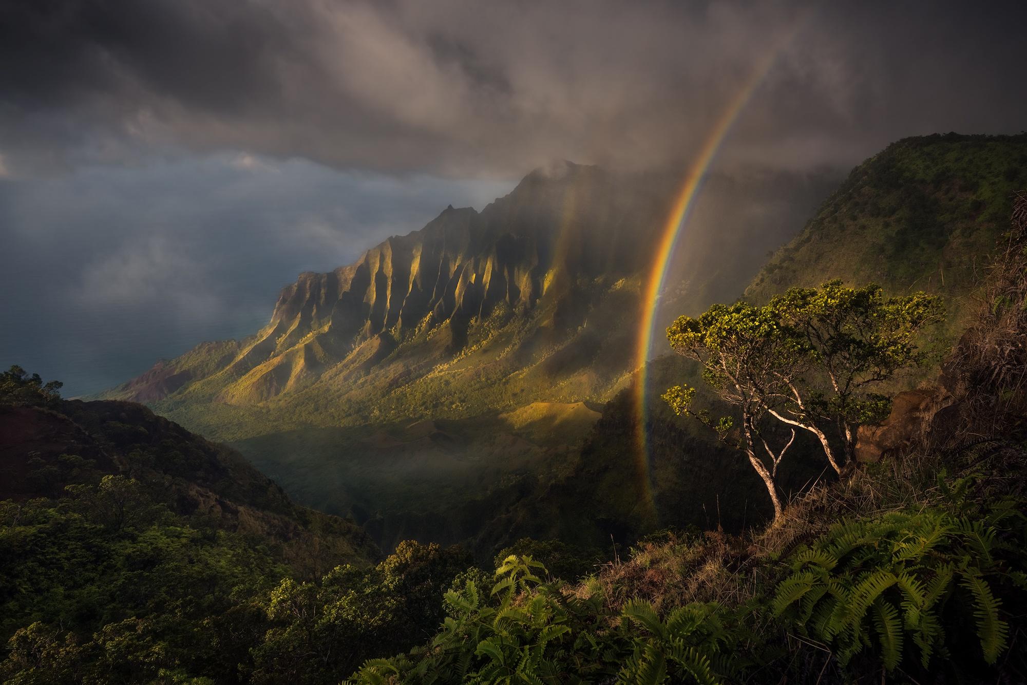  Rainbow  Rainforest Wallpapers  Wallpaper  Cave