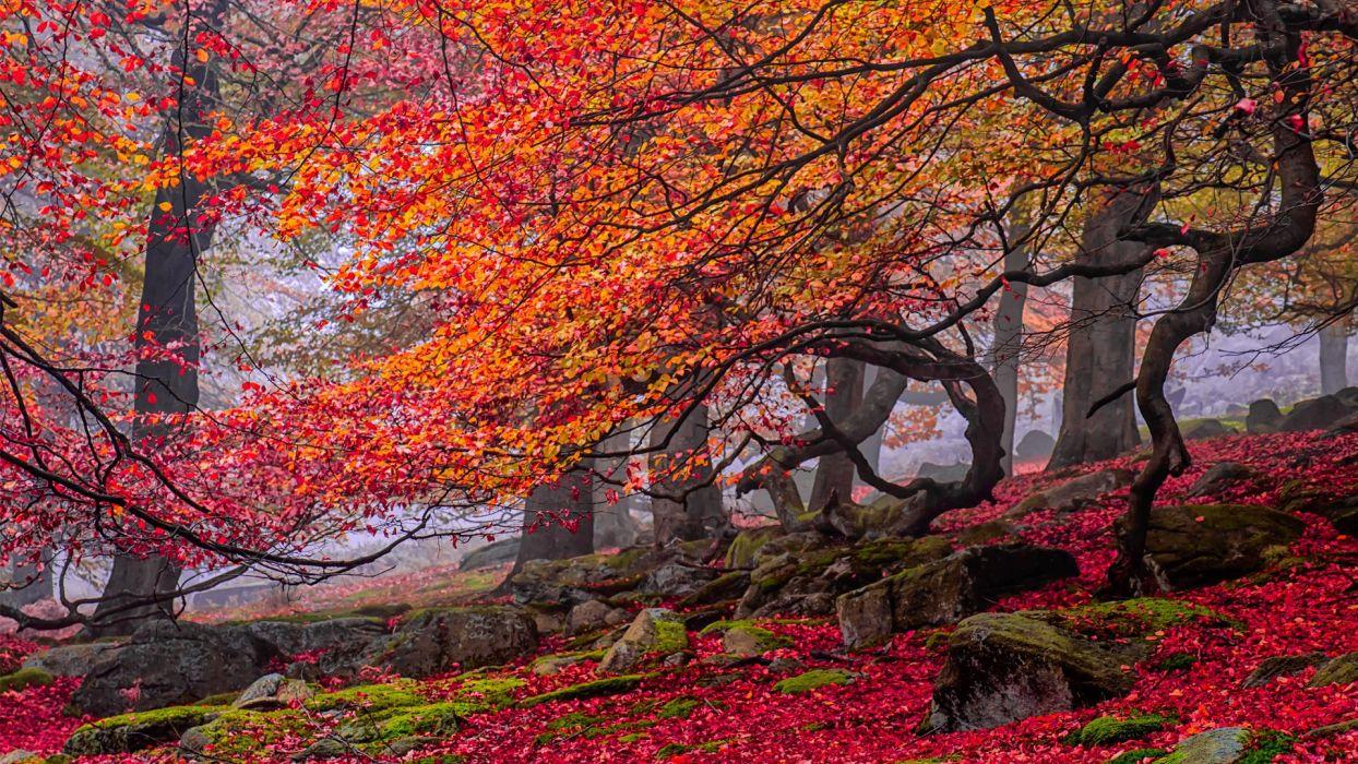 Leaves Autumn Wallpapers - Wallpaper Cave
