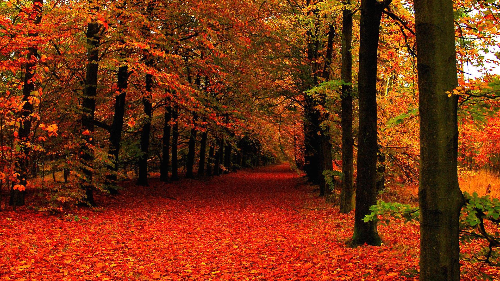 Free Autumn Leaves Wallpaper I2388