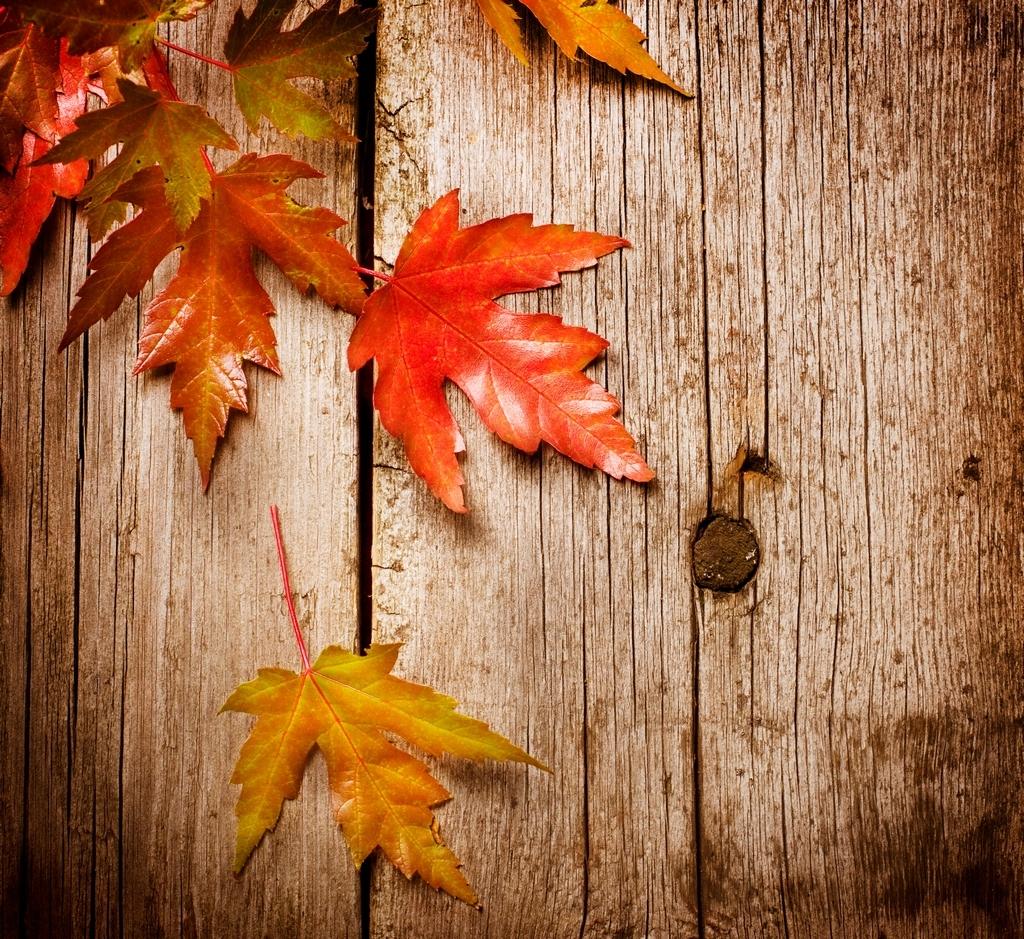 Top HD Autumn Leaves Wallpaper. Nature HD.06 KB