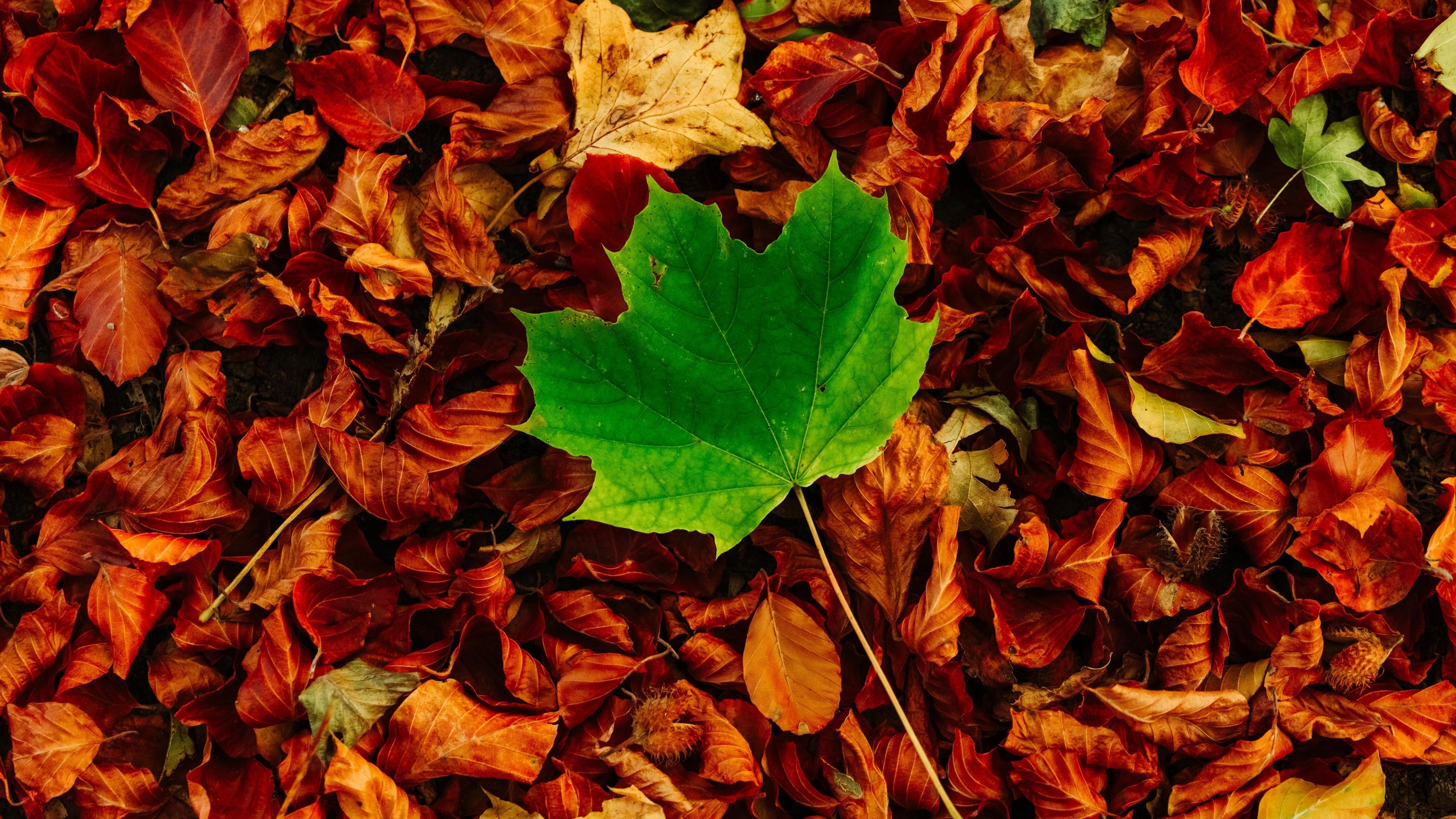 Download 3840x2160 Leaf, Autumn, Fall Wallpaper for UHD TV