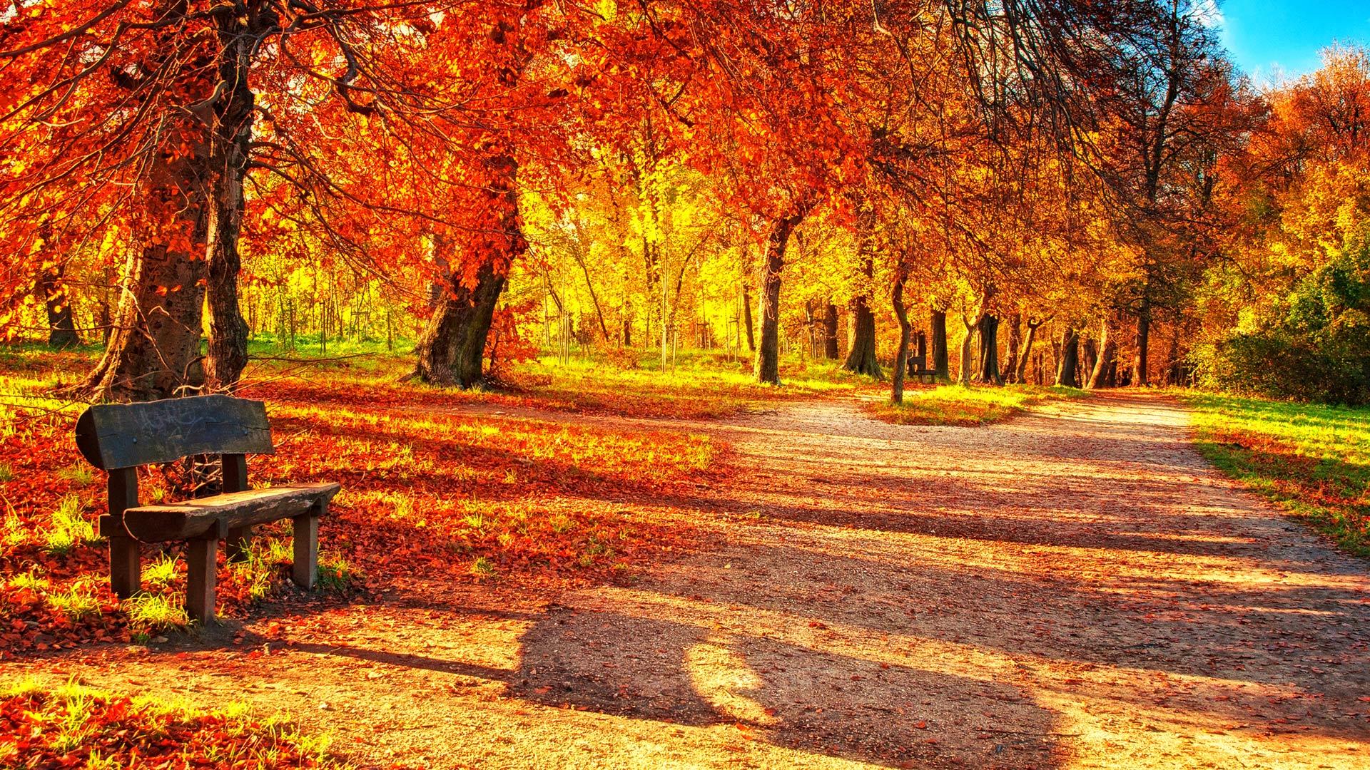 Autumn Leaves Wallpaper