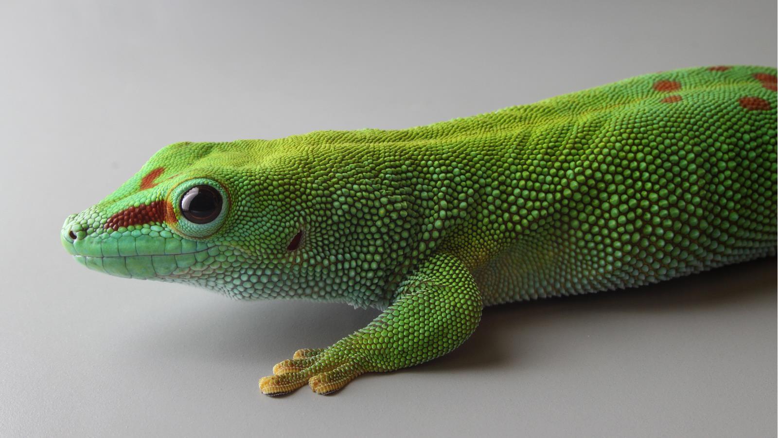 Madagascar Giant Day Gecko Wallpaper