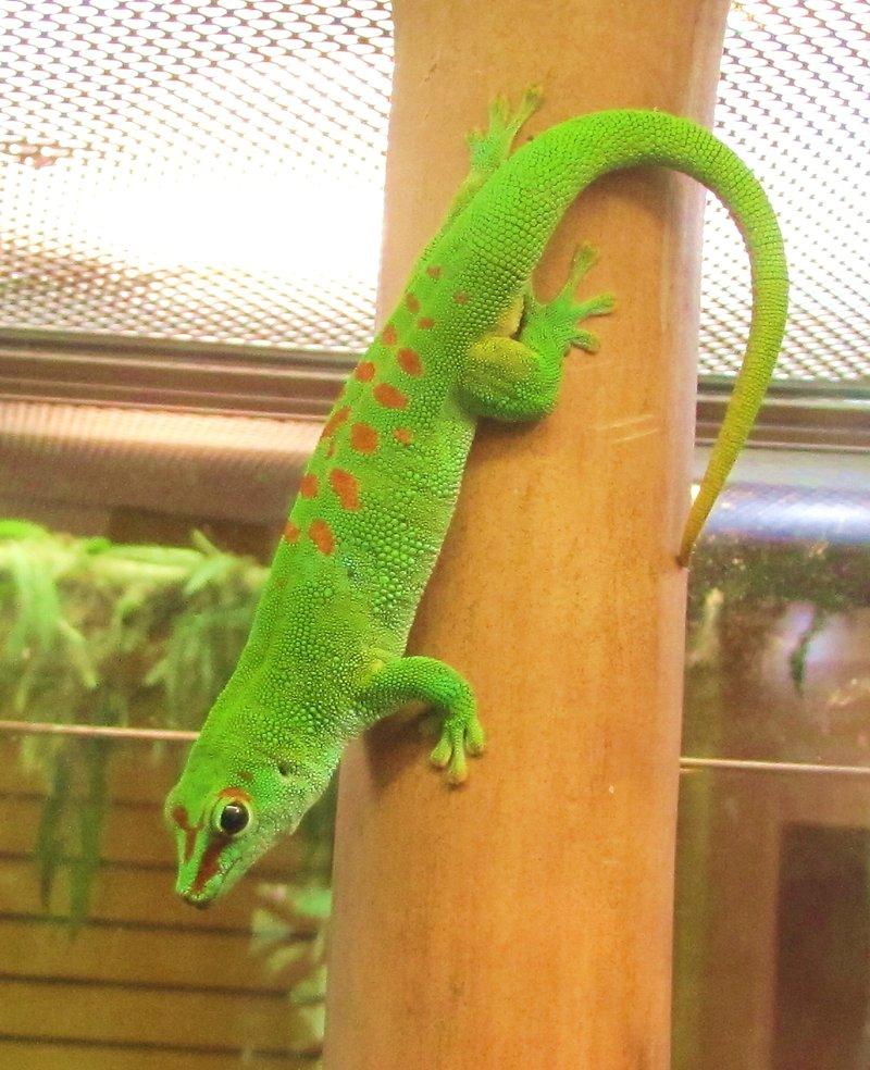 Madagascar Giant Day Gecko Facts and Picture