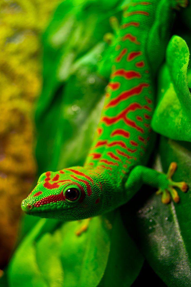 Giant day gecko (Phelsuma Madagascariensis). Travel to