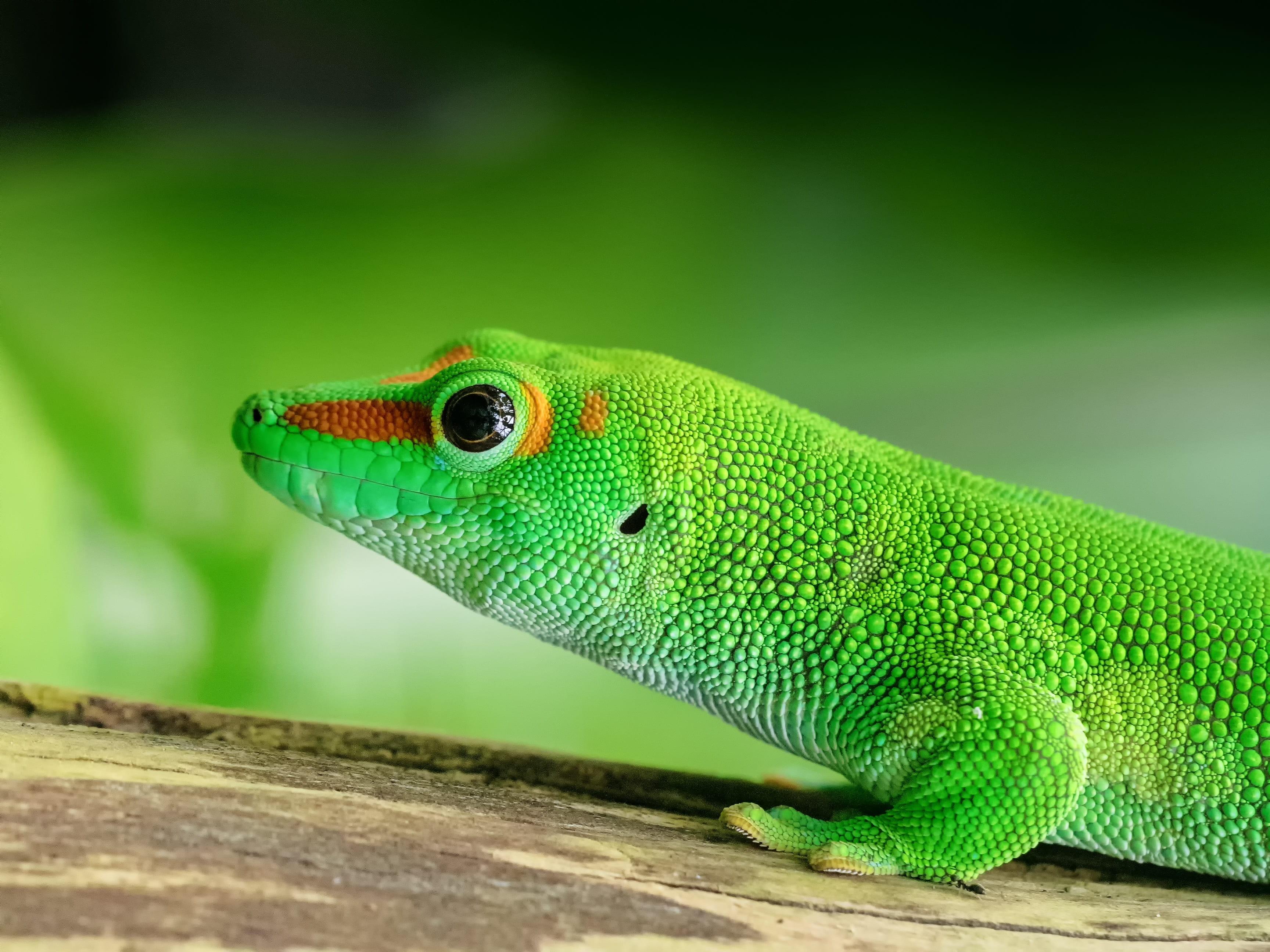 Madagascar Day Gecko 1080P, 2K, 4K, 5K HD wallpaper free