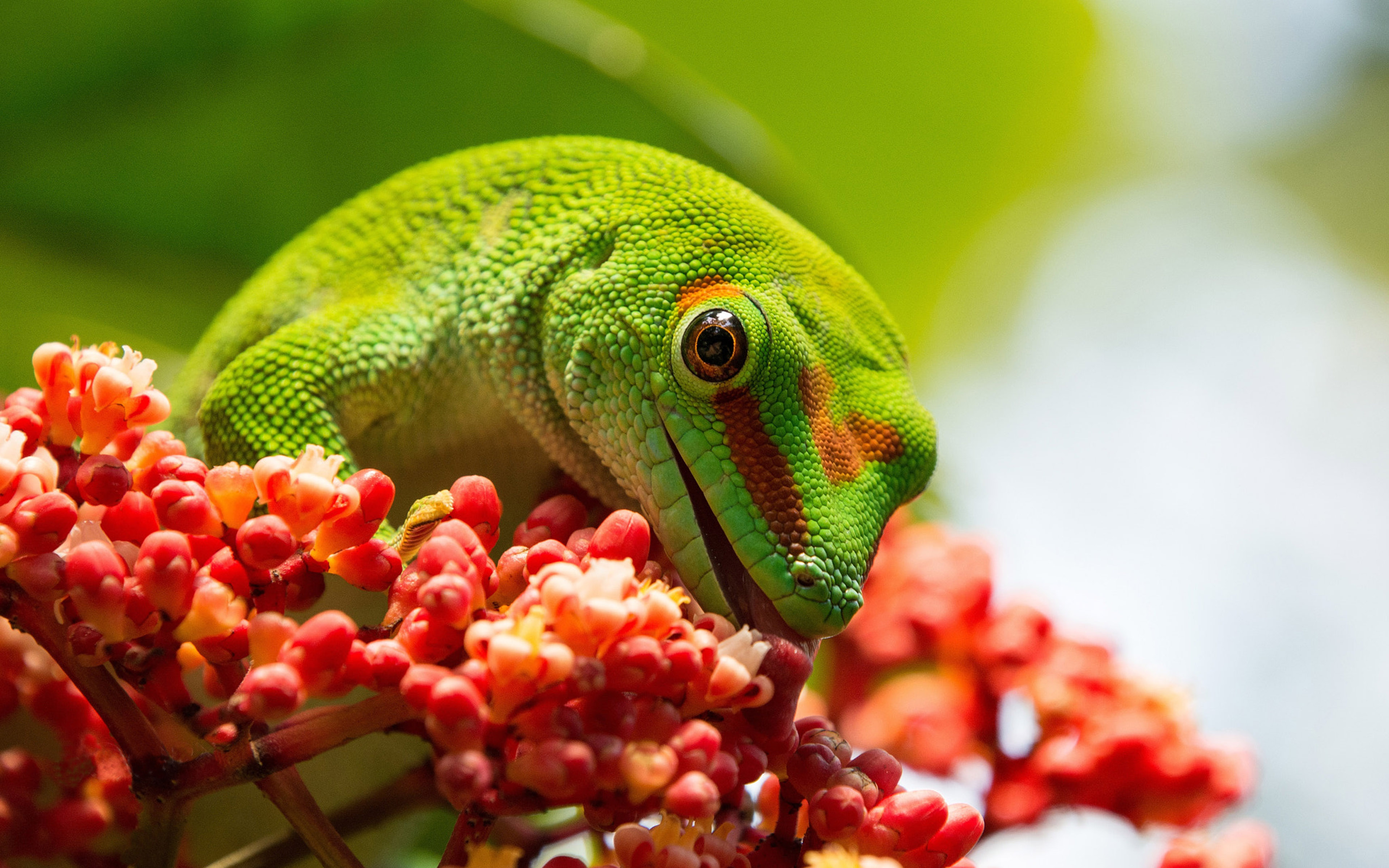 Reptile Phelsuma Grandis Lizards From The Group Pelsuma