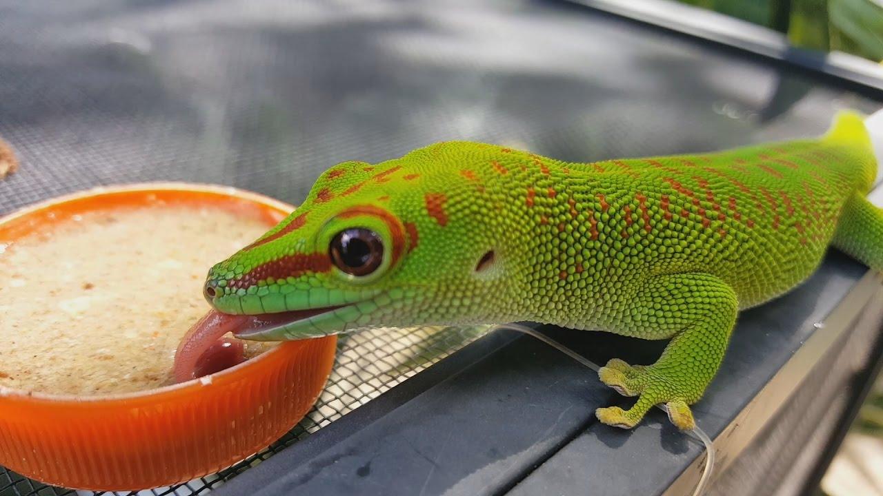 Madagascar Giant Day Gecko Facts and Picture