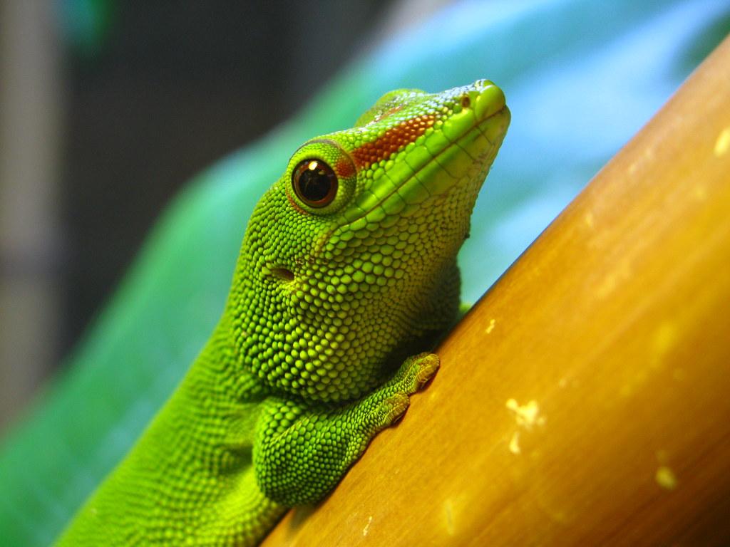 Madagascar Giant Day Gecko. Madagascar Giant Day Gecko at t