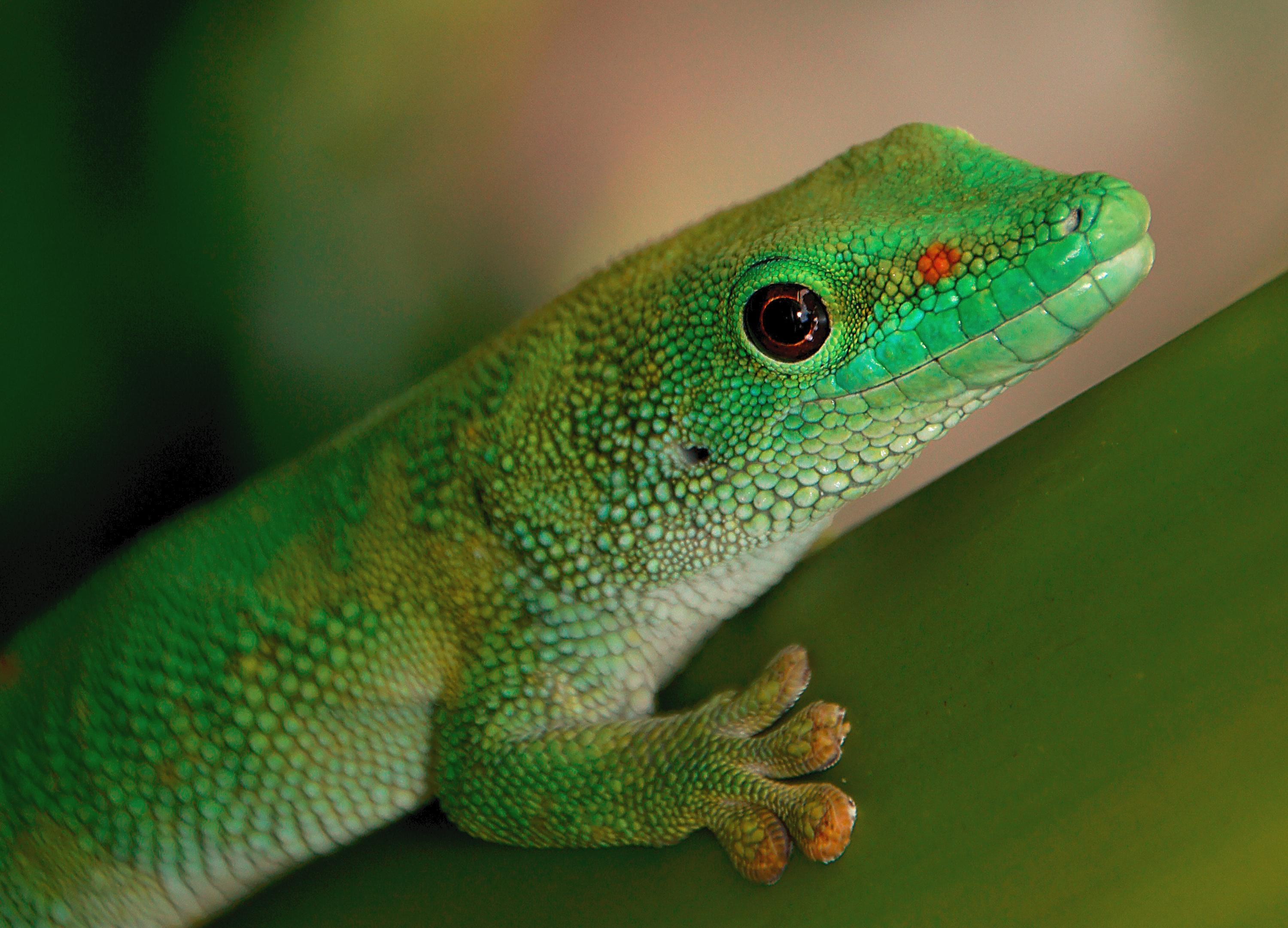Free photo: Madagascan Day Gecko., Public Domain