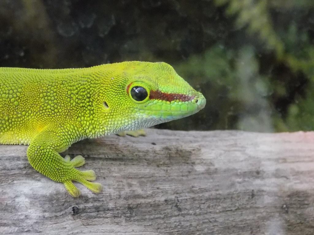 Giant Day Gecko. Happy Eyes of March A diurnal arboreal spe