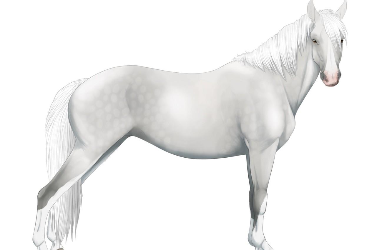 Wallpaper horse, white background, angled image for desktop