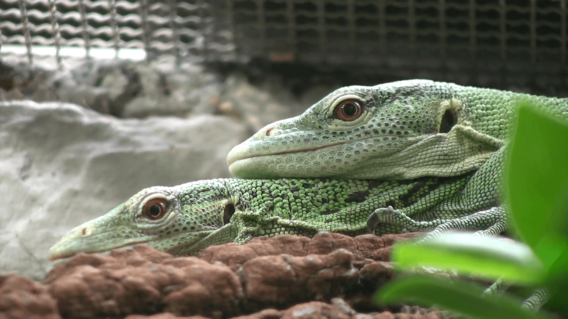 Giant Day Gecko in a zoo Stock Video Footage