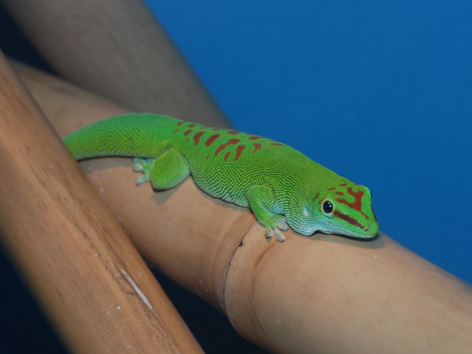 The Online Zoo Day Gecko