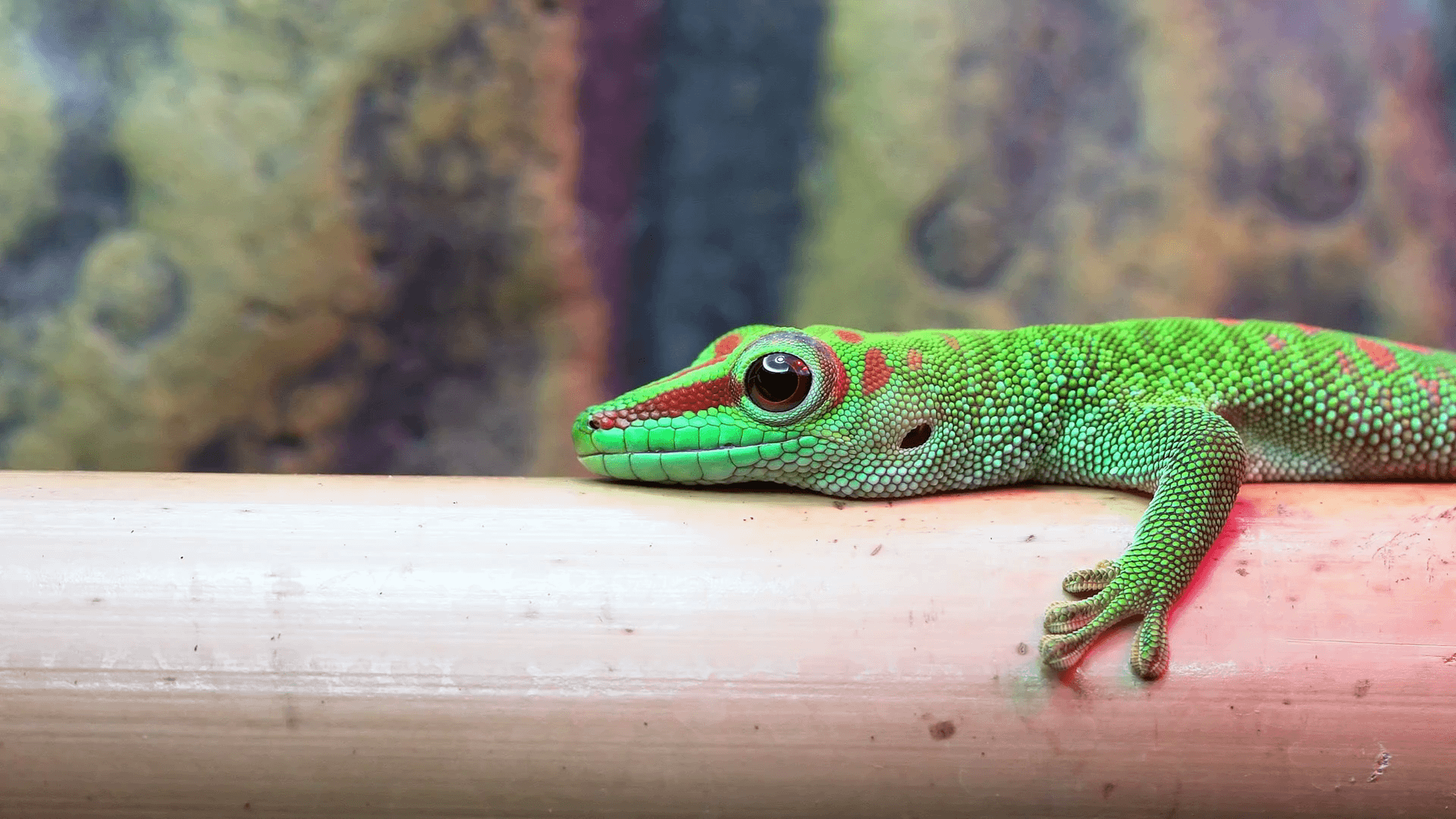 Giant Day Gecko lying still on bamboo as it breathes and moves its head. Stock Video Footage