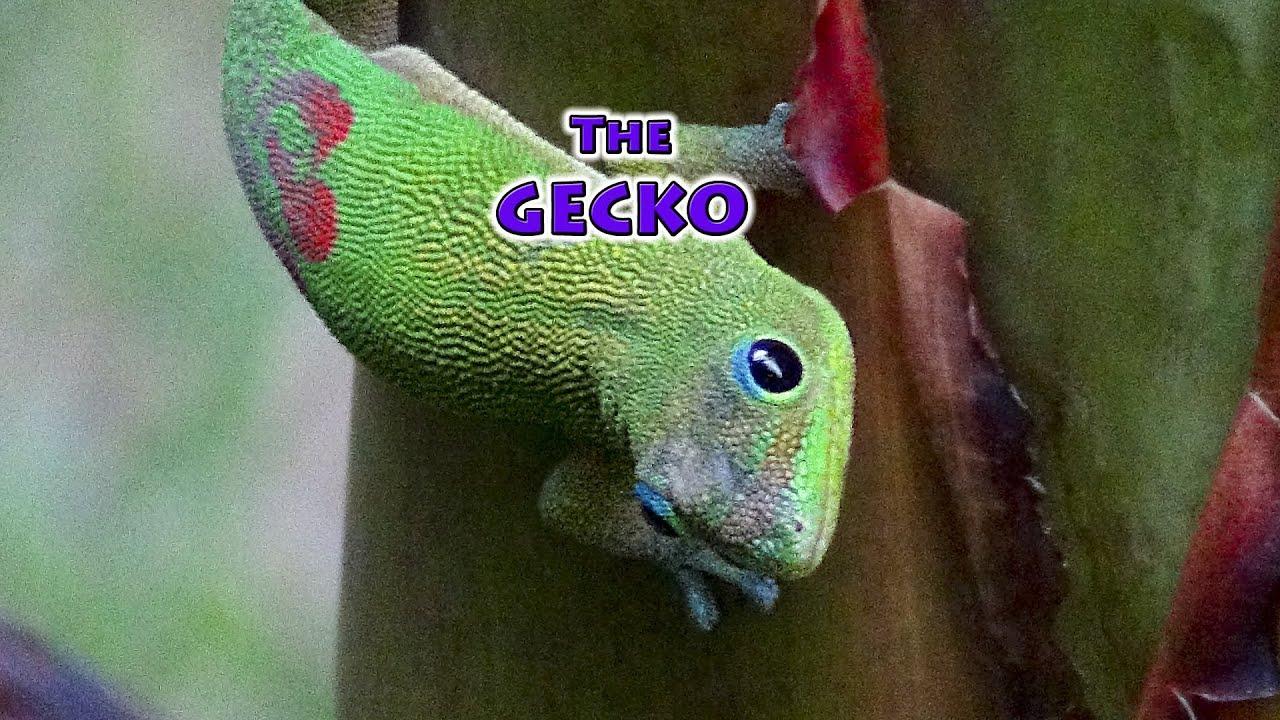 GECKO Dust Day Gecko Madagascar Gecko