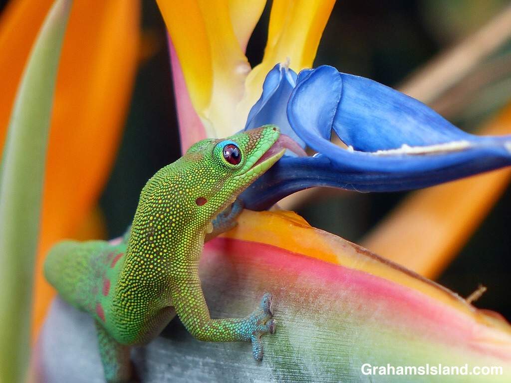 Gold Dust Day Gecko Care Sheet