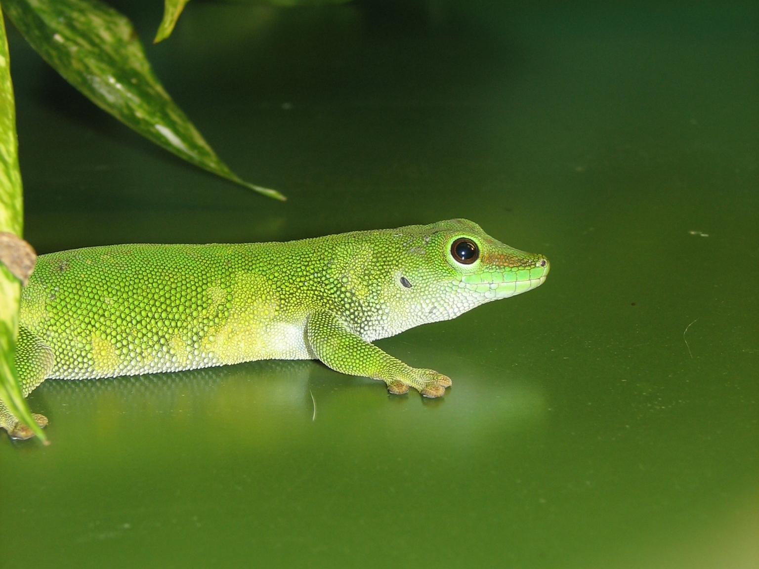 Giant Day Gecko Image