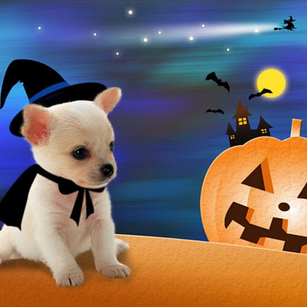 Halloween Dog Wallpaper Free Halloween Dog