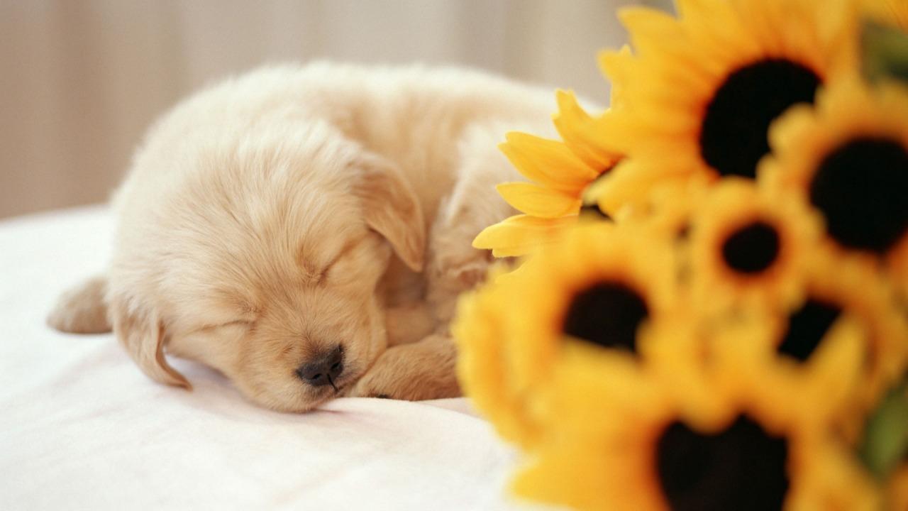 Sleeping Puppy Wallpaper Dogs Animals Wallpaper in jpg format for free download