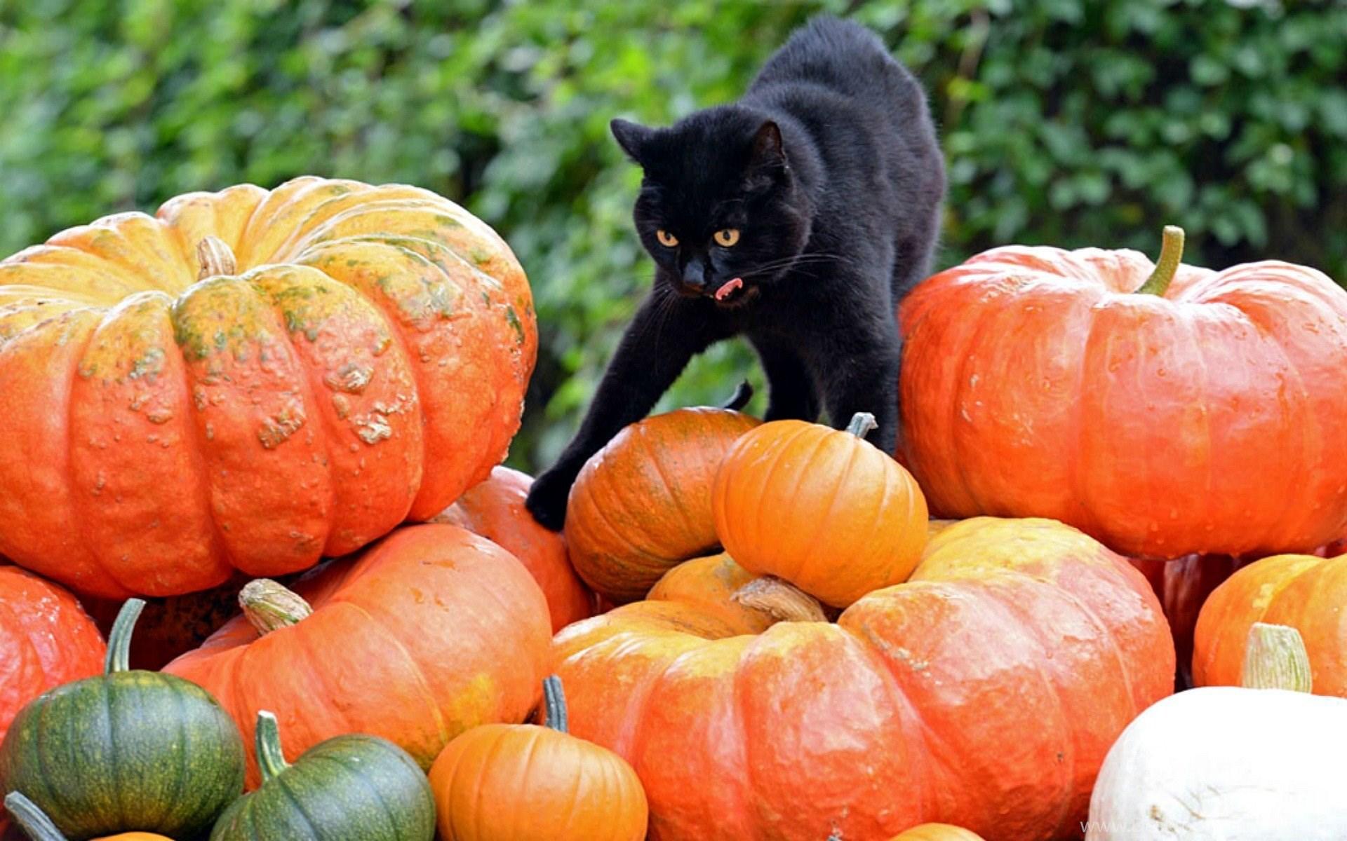 Cats: Checking Pumpkins Cat Animals Halloween Wallpaper
