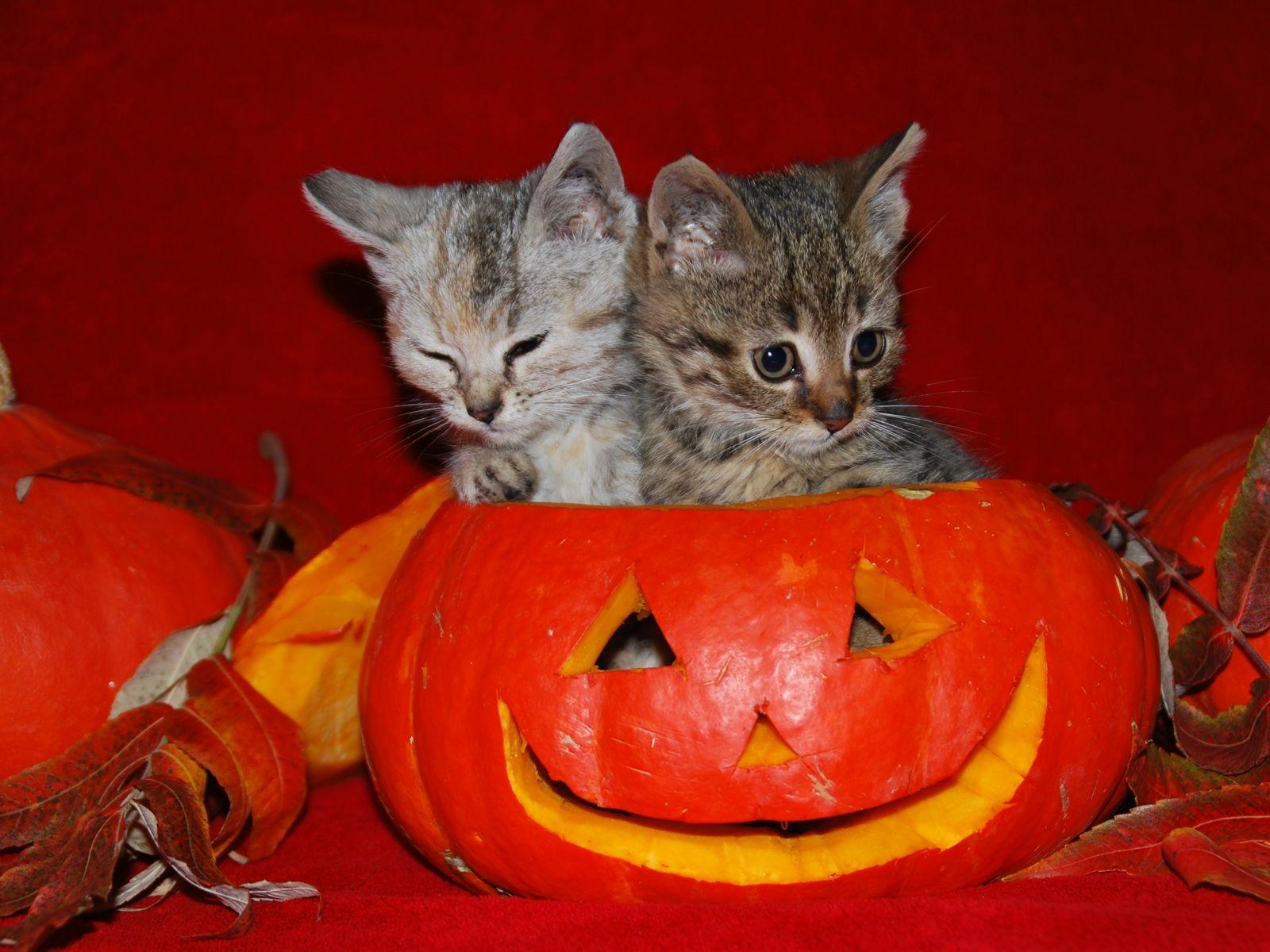 Cute Halloween Kitten Wallpaper